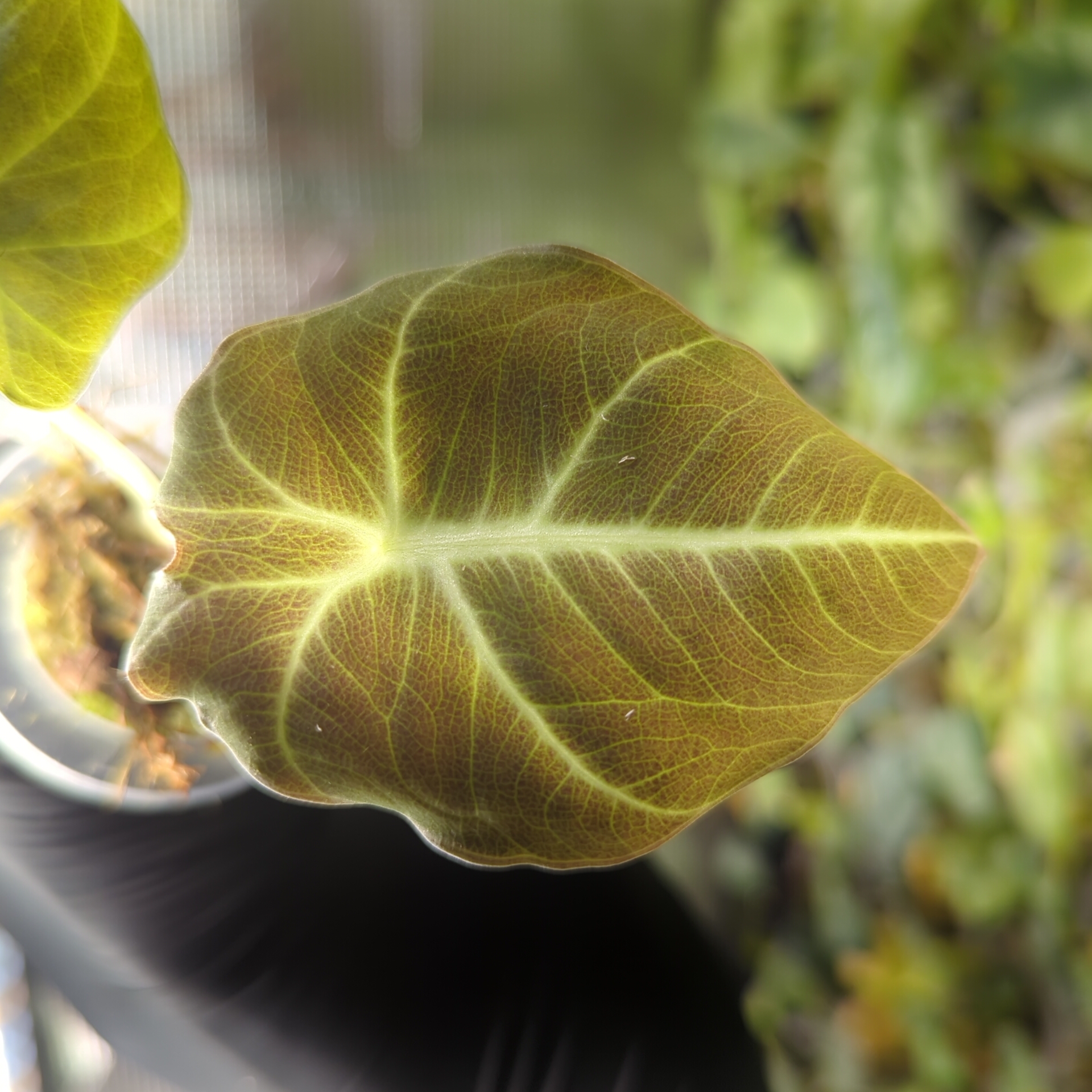 Baby Alocasia reginula Black Velvet 7