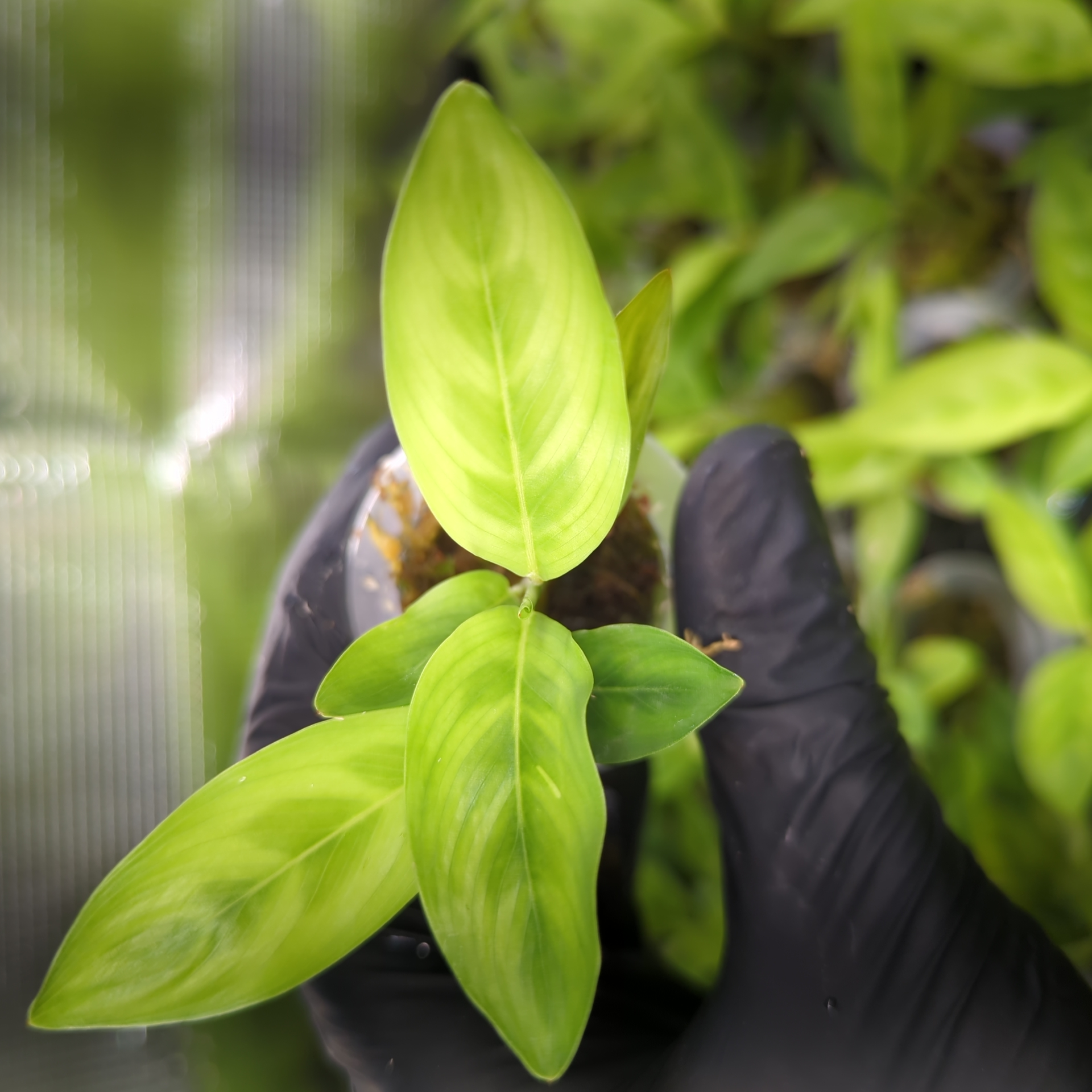 Baby Calathea leopardina chrysobery 2