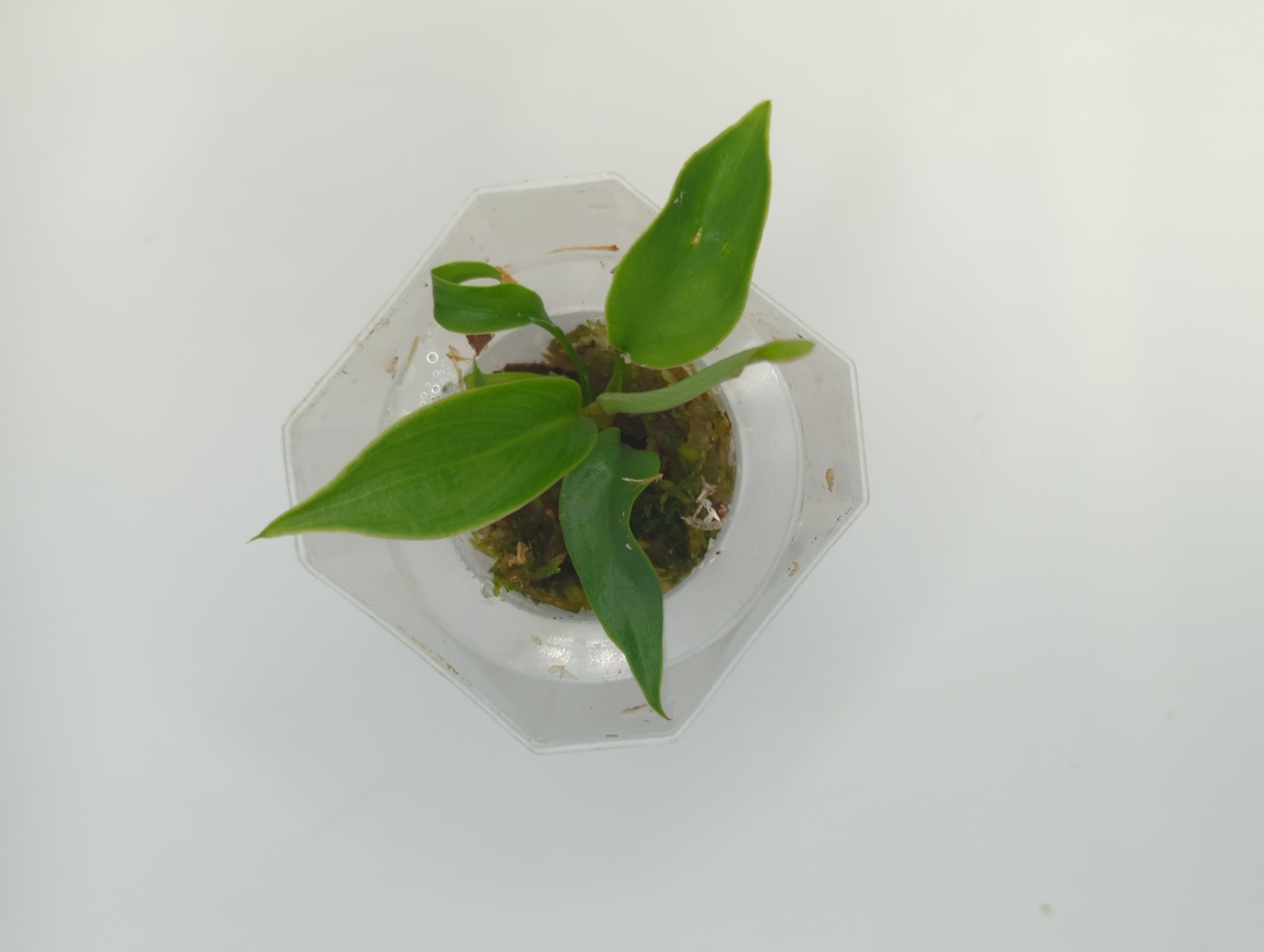 Baby Philodendron selloum mayoi 3