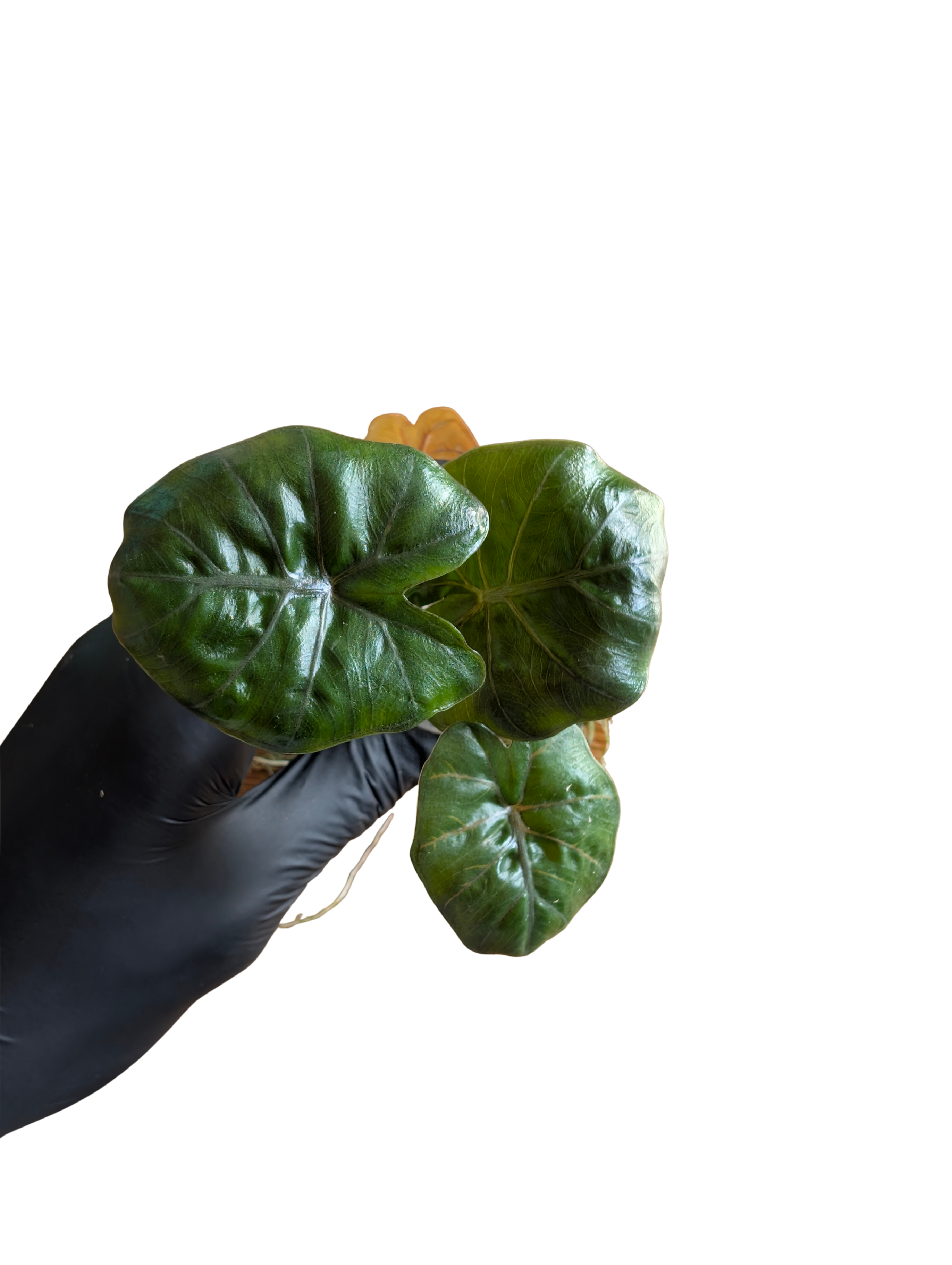 Baby Alocasia plumbea Nigra + selbstbewässernder Übertopf