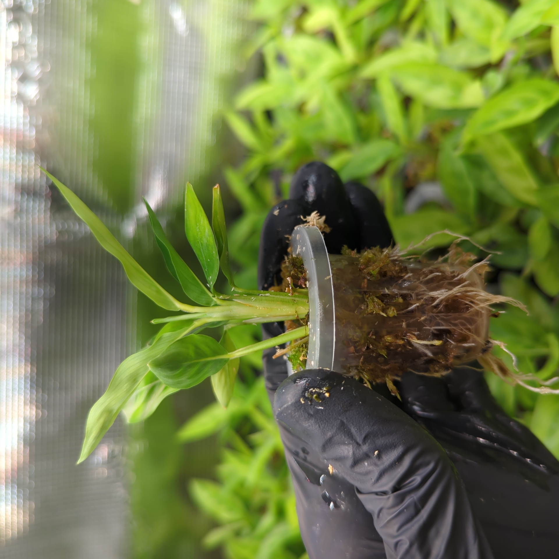 Baby Calathea leopardina chrysobery 3