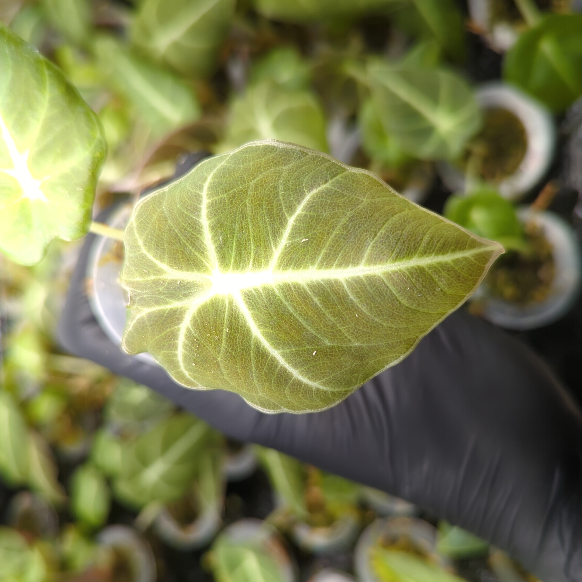 Baby Alocasia reginula Black Velvet 6