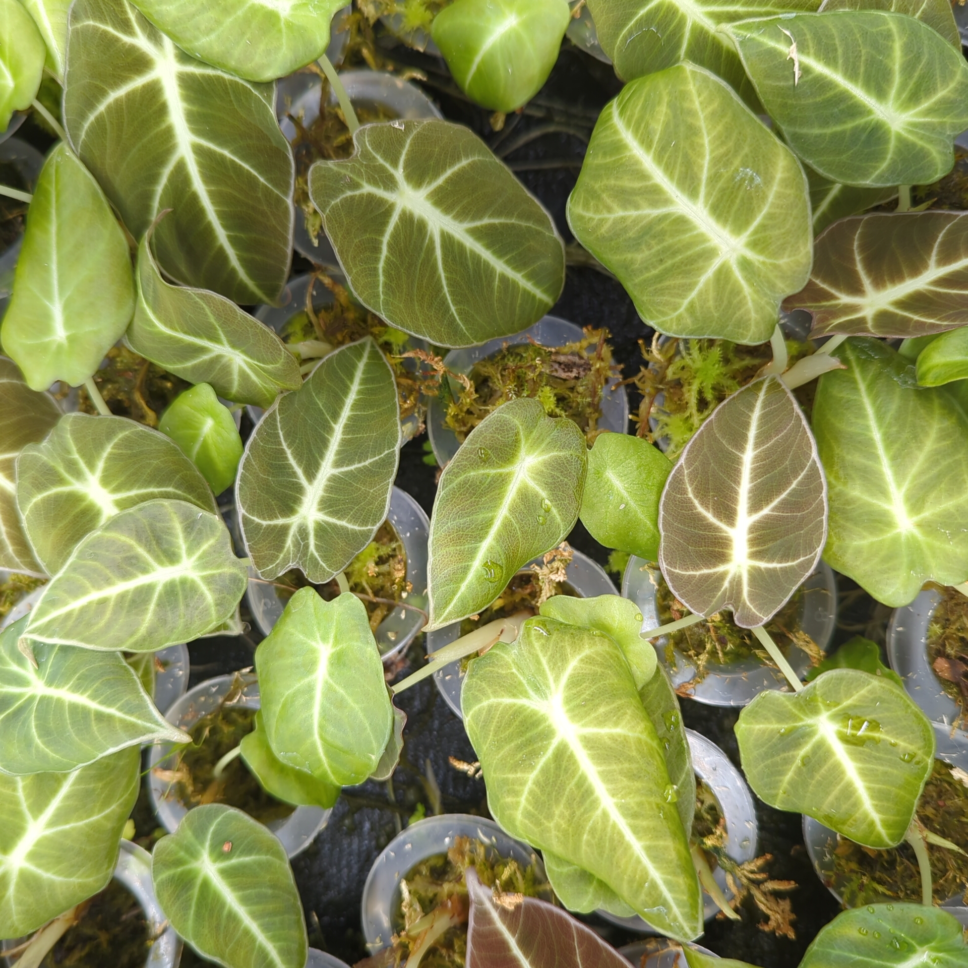 Baby Alocasia reginula Black Velvet 4