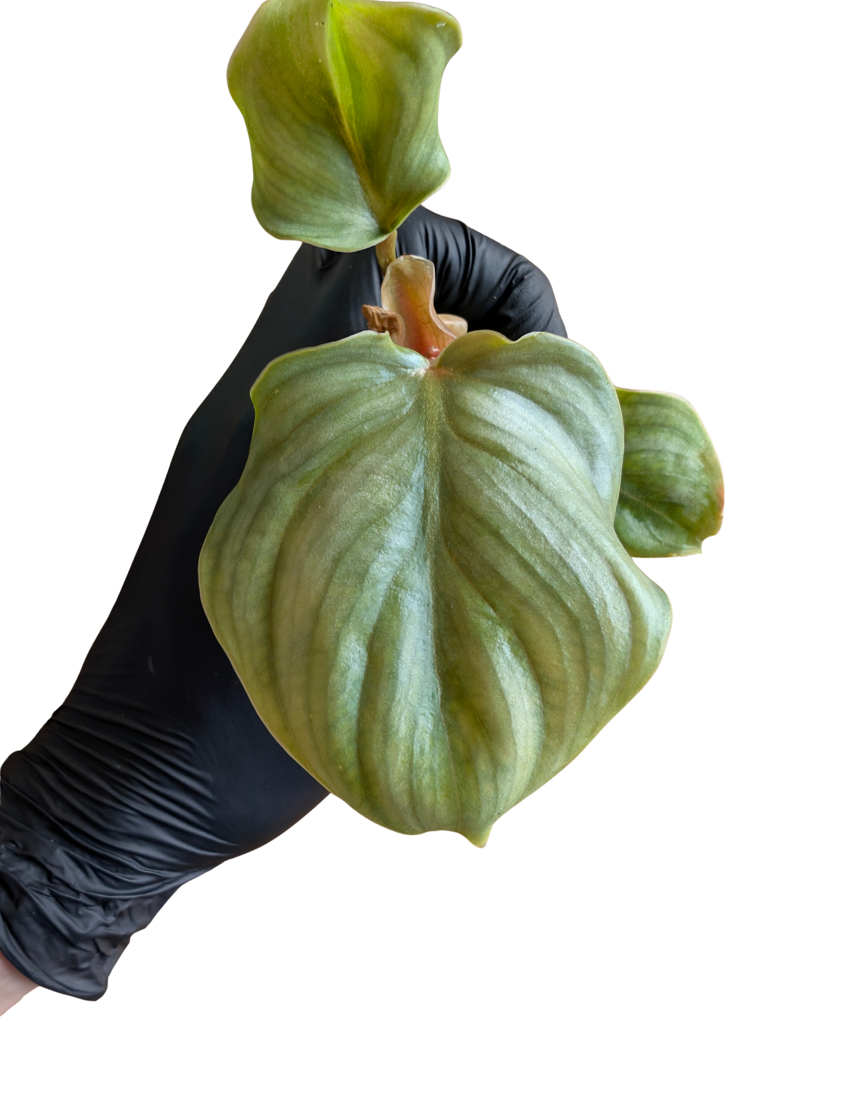 Baby Philodendron Gloriosum plowmanii + selbstbewässernder Übertopf