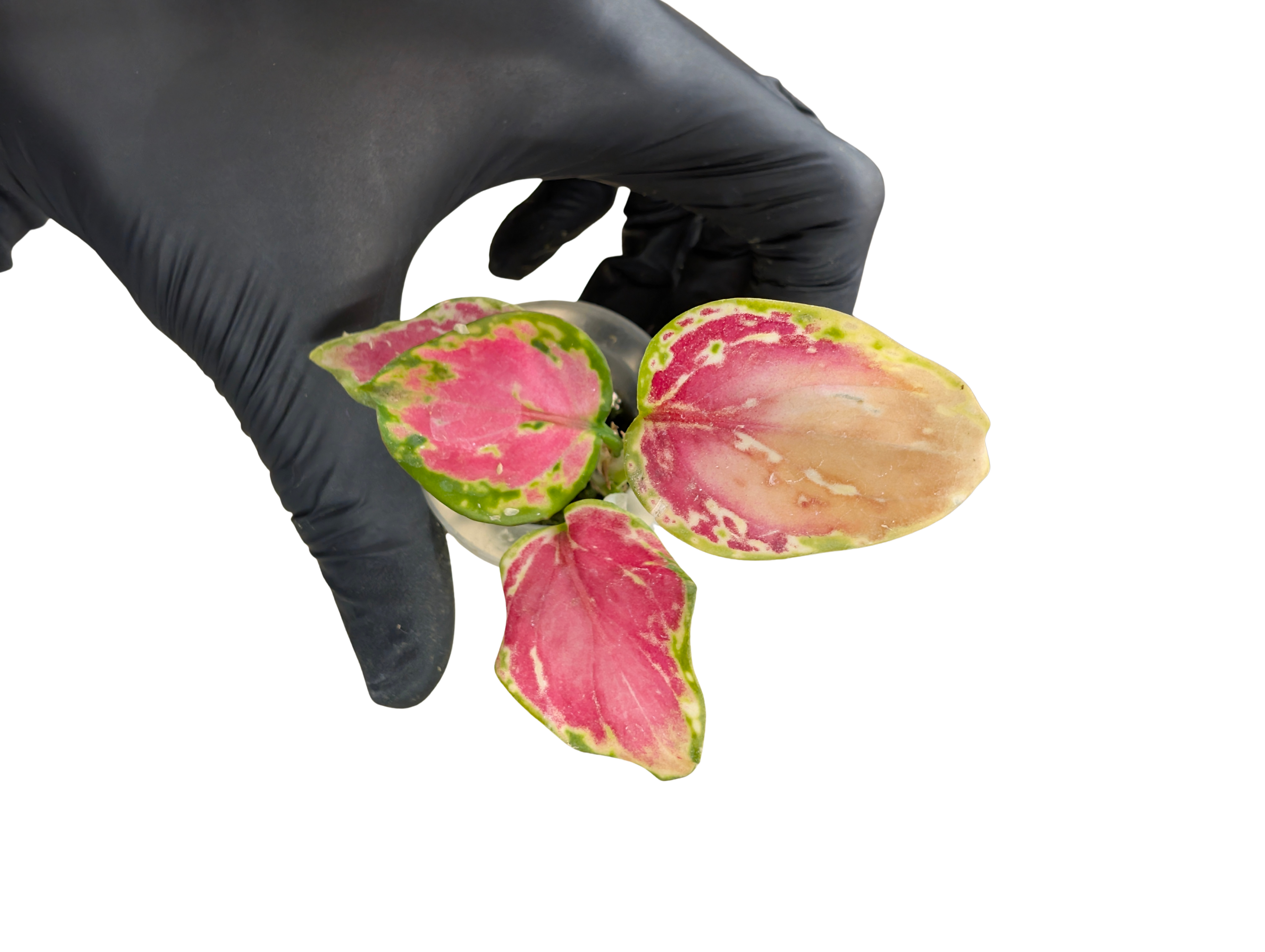 Baby Aglaonema commutatum Auspicious Red + selbstbewässernder Übertopf