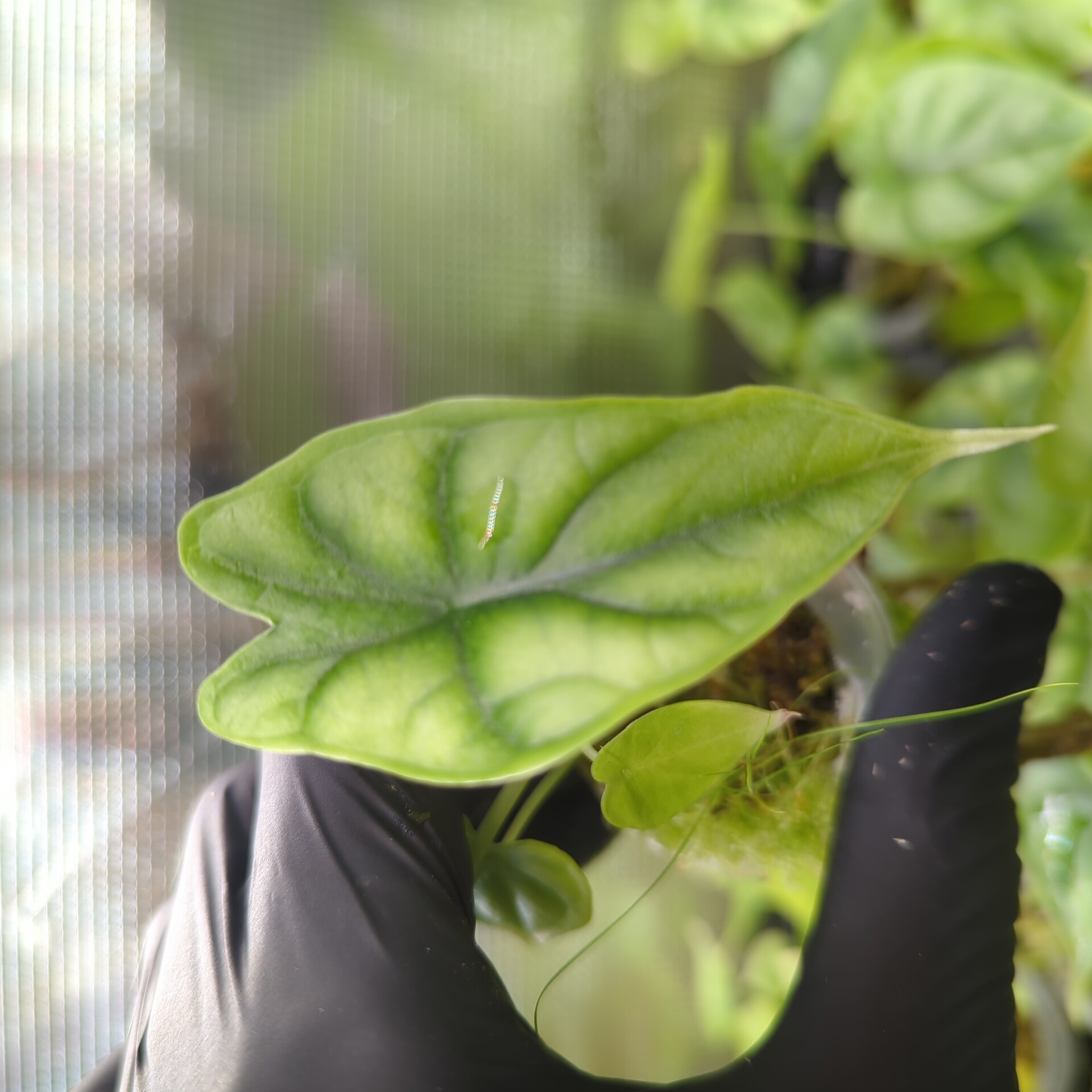 Baby Alocasia baginda Dragon Scale 5