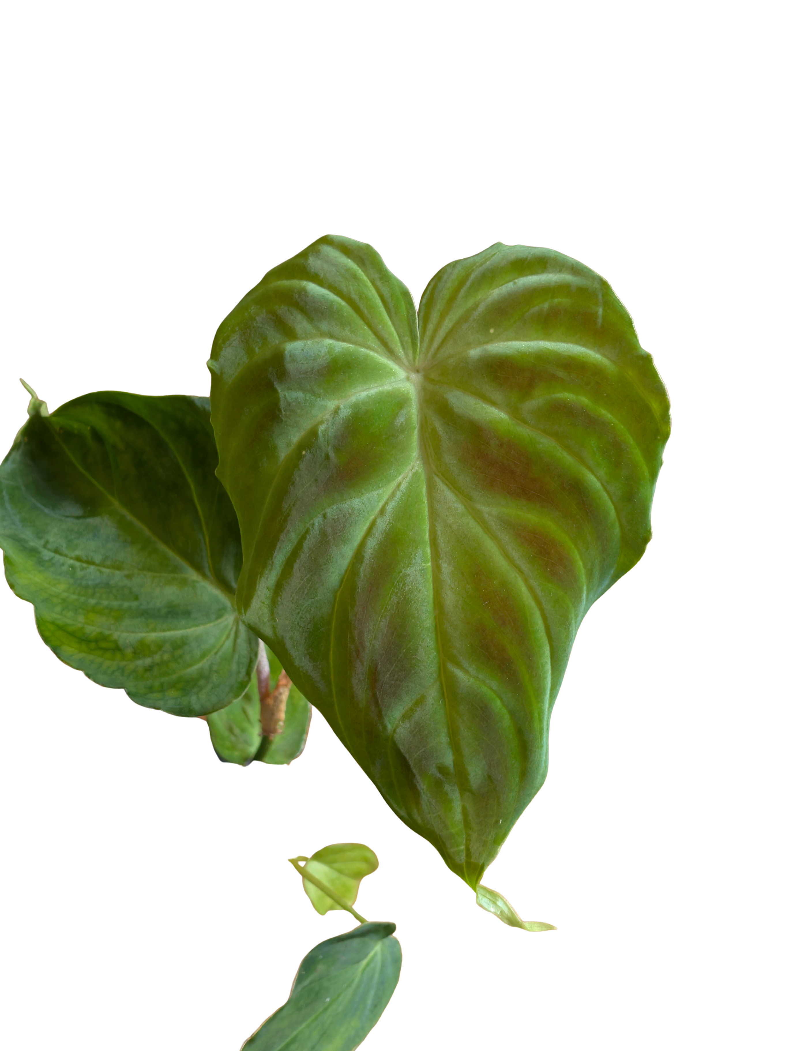 Baby Philodendron verrucosum