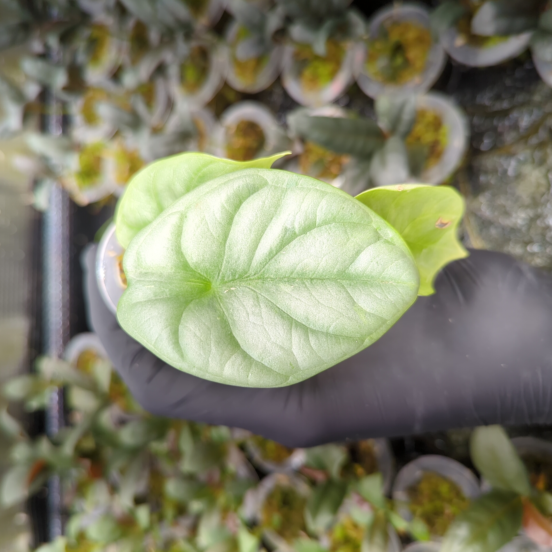 Baby Alocasia baginda Silver Dragon 2