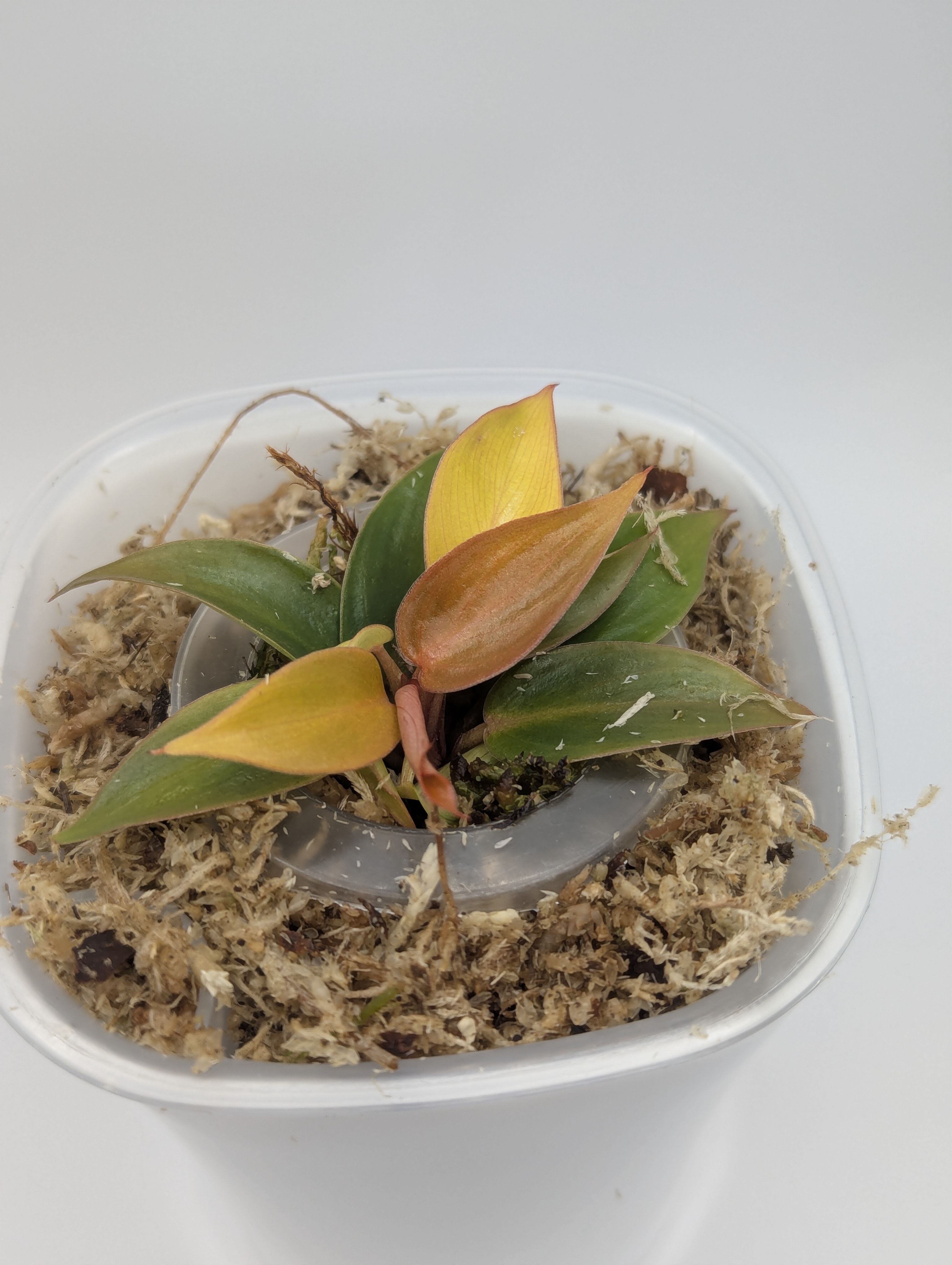 Baby Philodendron erubescens Sun Red 3