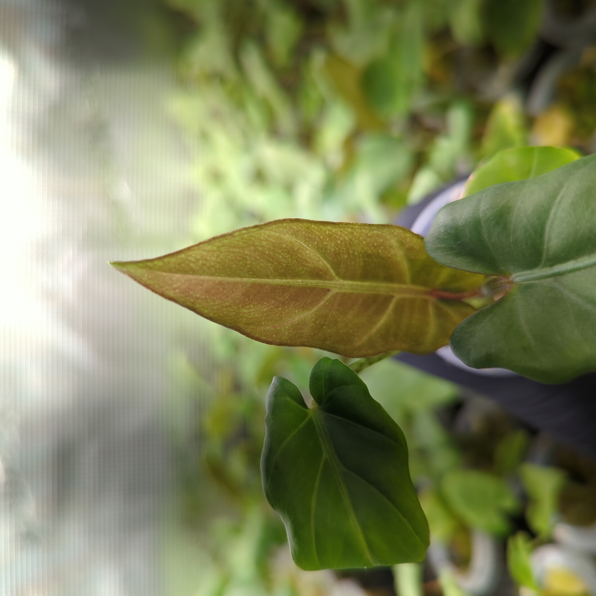 Baby Alocasia lauterbachiana 4
