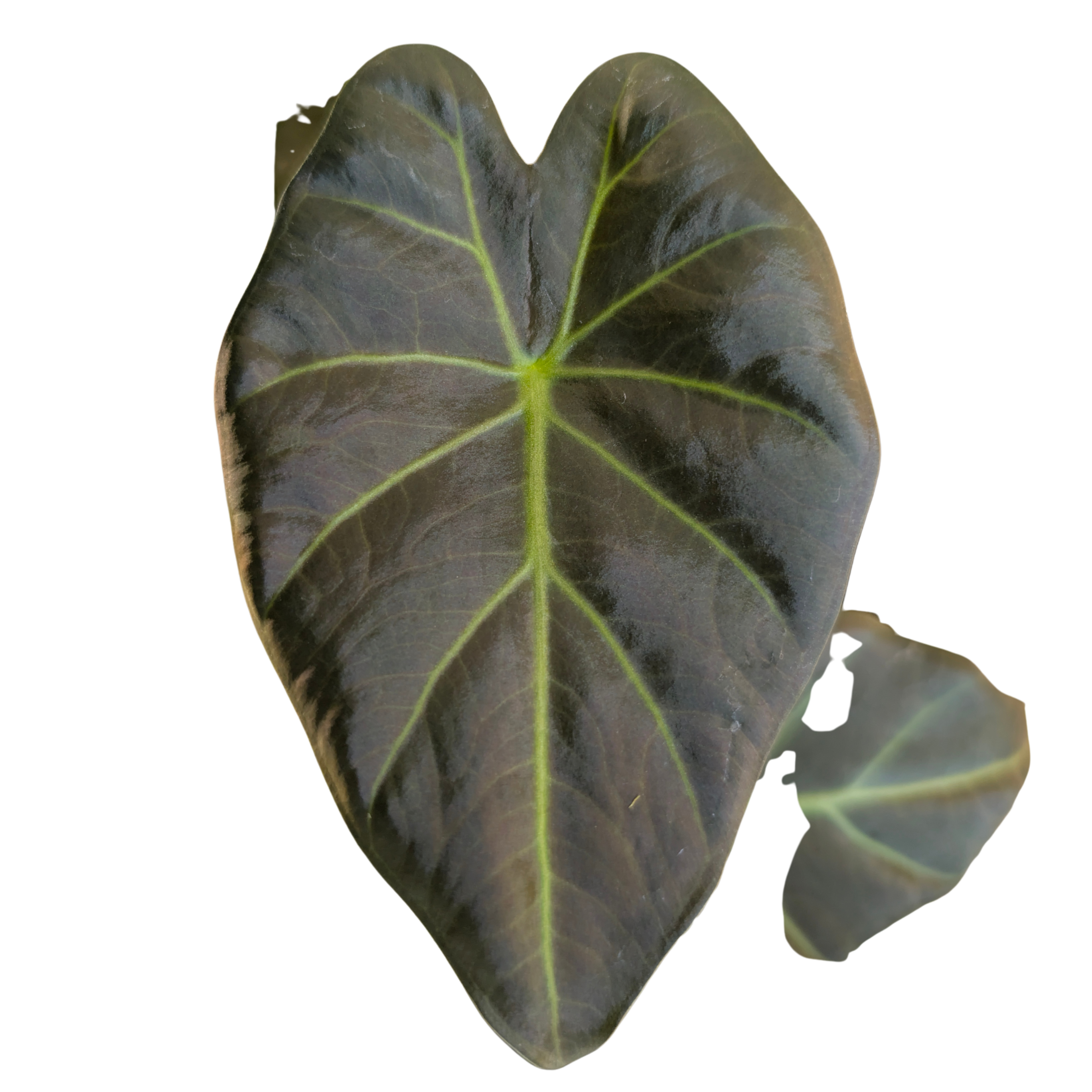 Baby Alocasia Odora Regal Shields + selbstbewässernder Übertopf