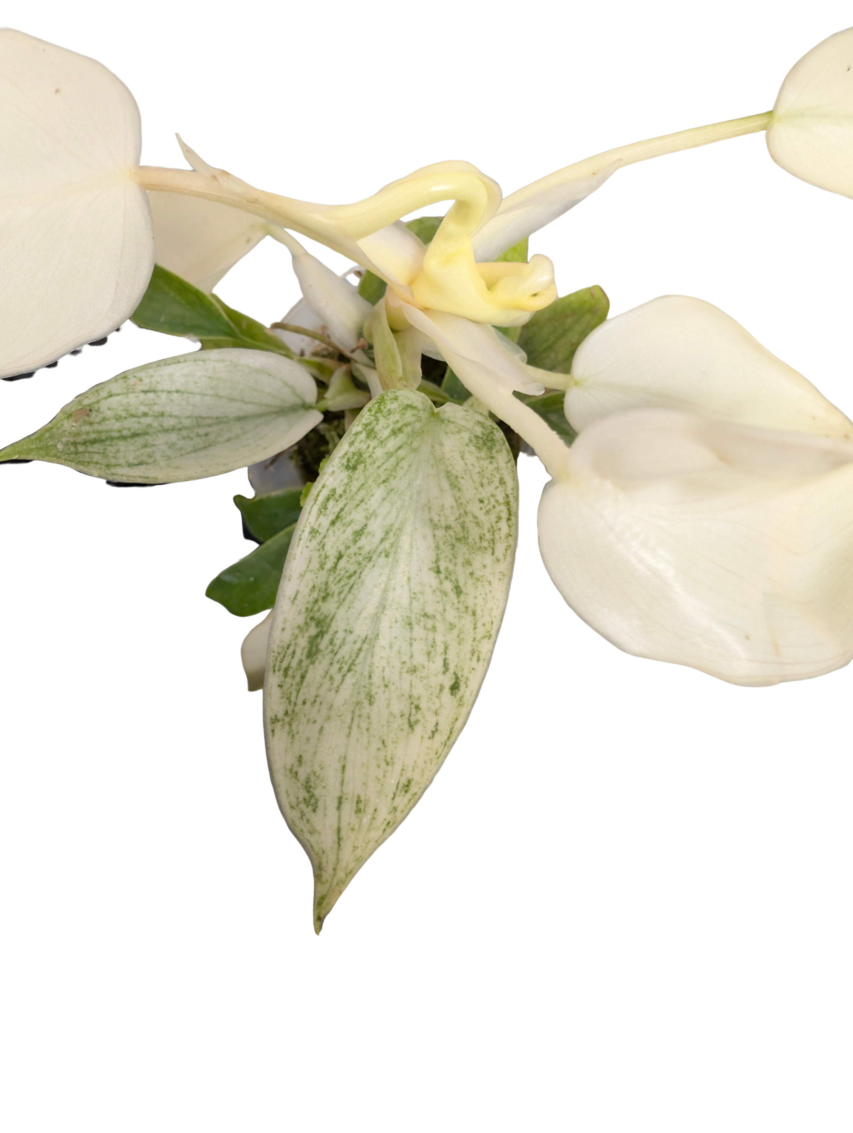 Baby Philodendron Pedatum Florida Ghost + selbstbewässernder Übertopf