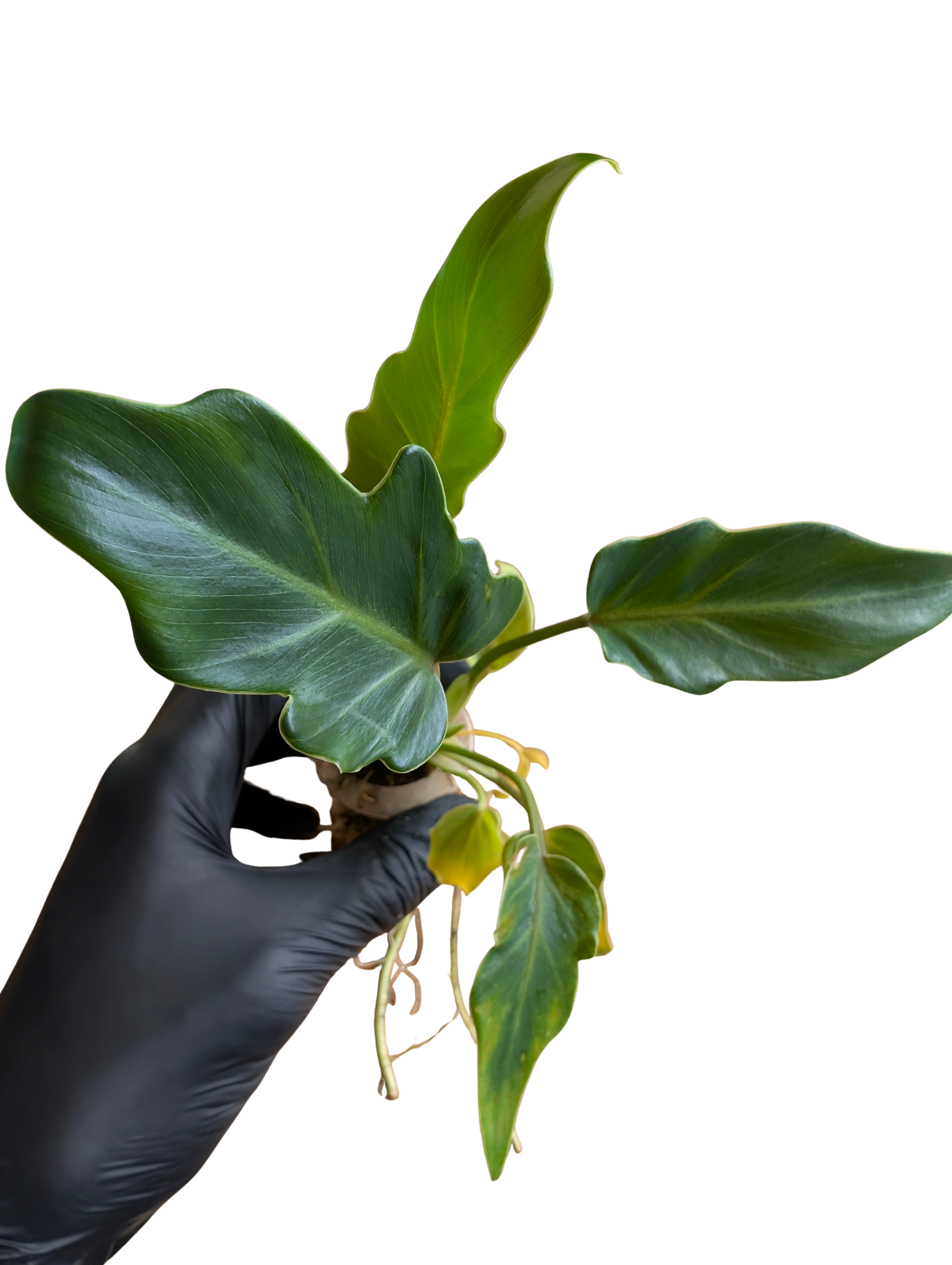Baby Philodendron selloum Xanadu 2