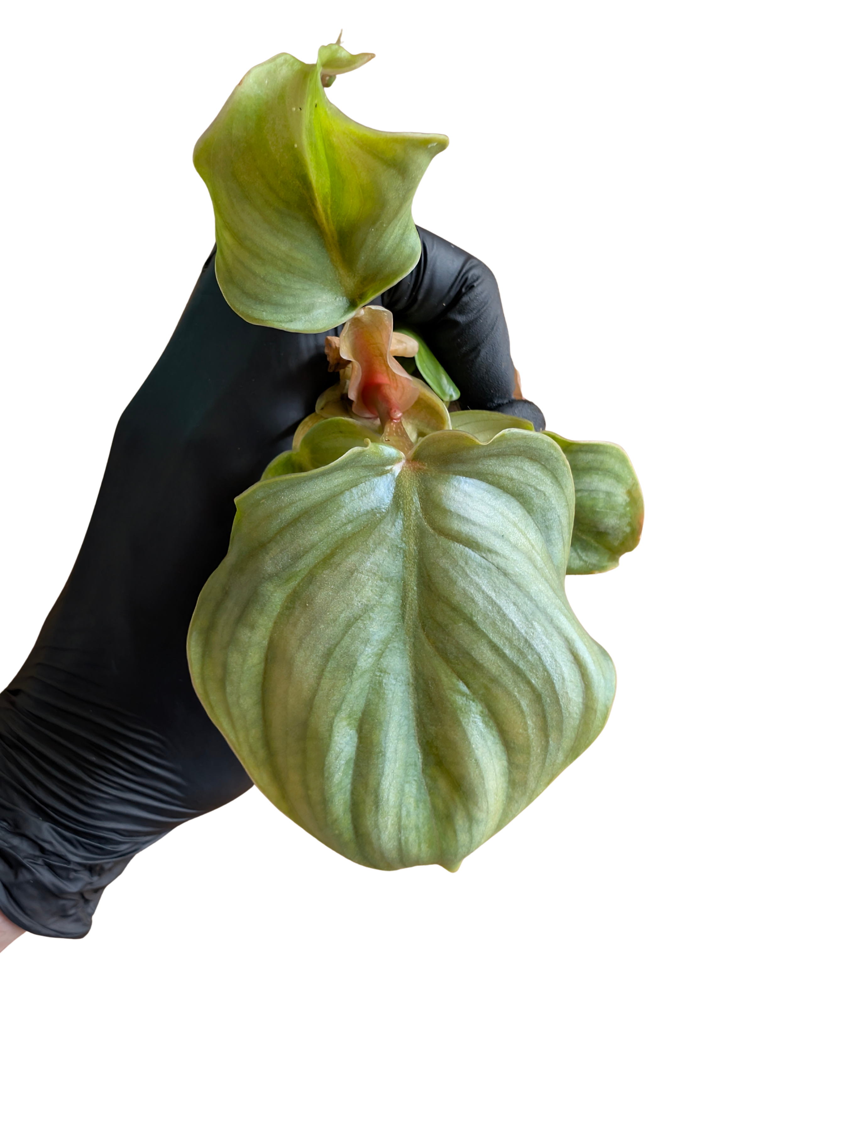 Baby Philodendron Gloriosum plowmanii + selbstbewässernder Übertopf 2