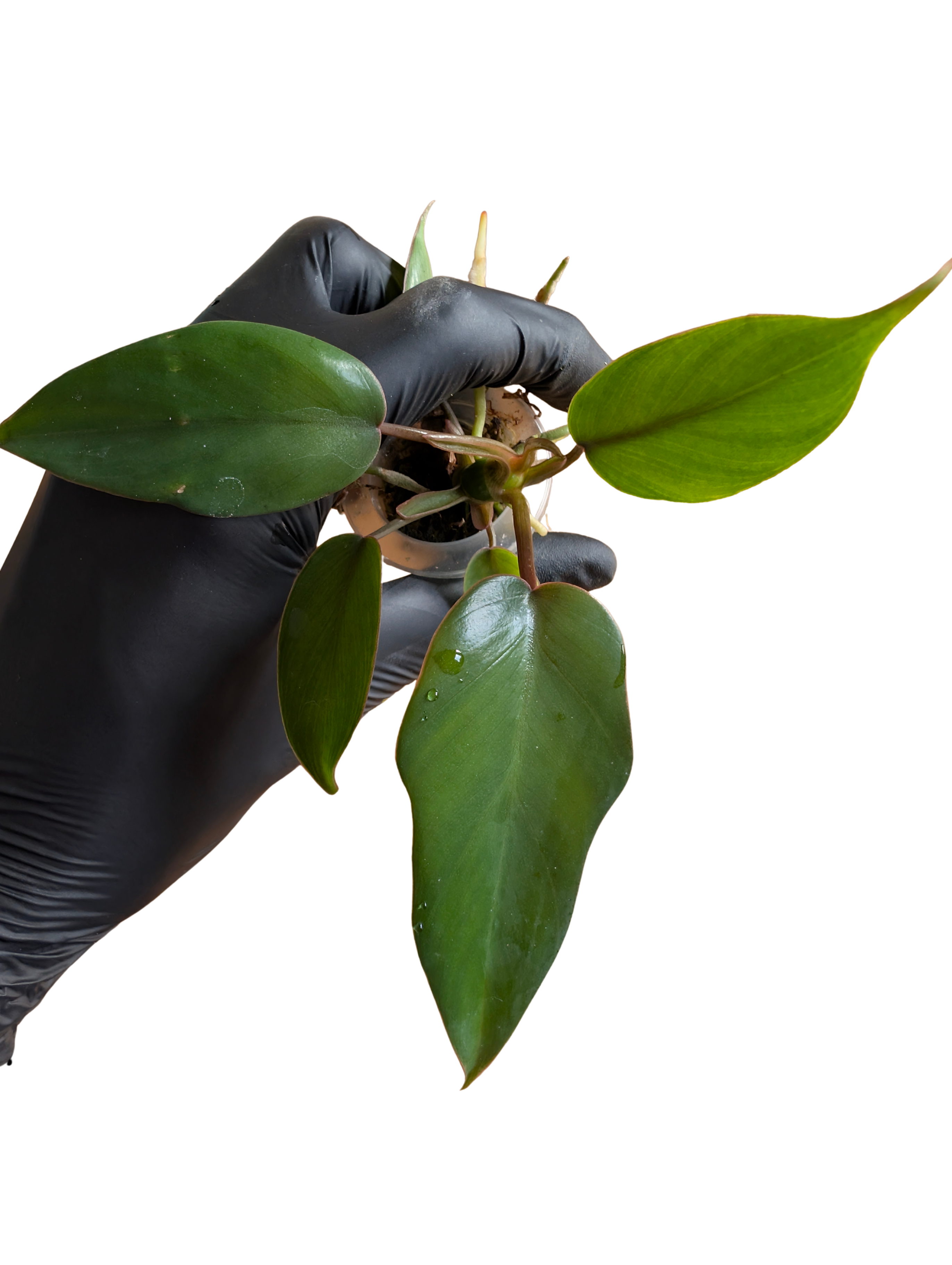 Baby Philodendron selloum mayoi 2