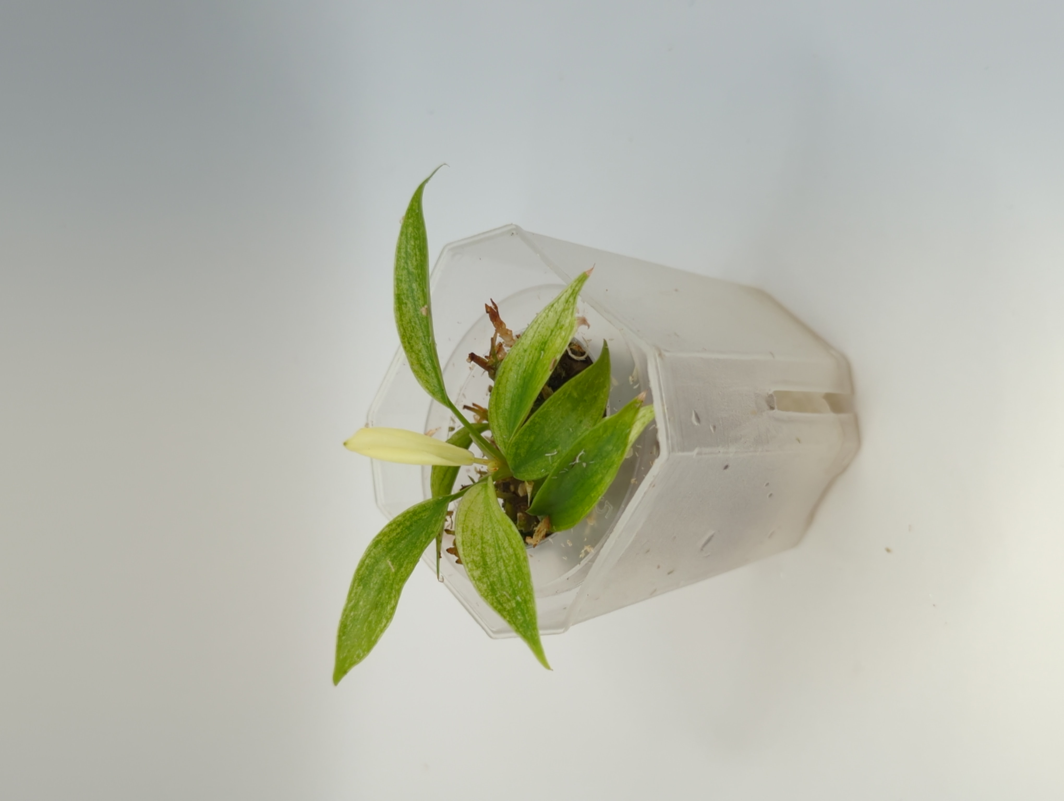 Baby Philodendron Pedatum Florida Ghost + selbstbewässernder Übertopf 4