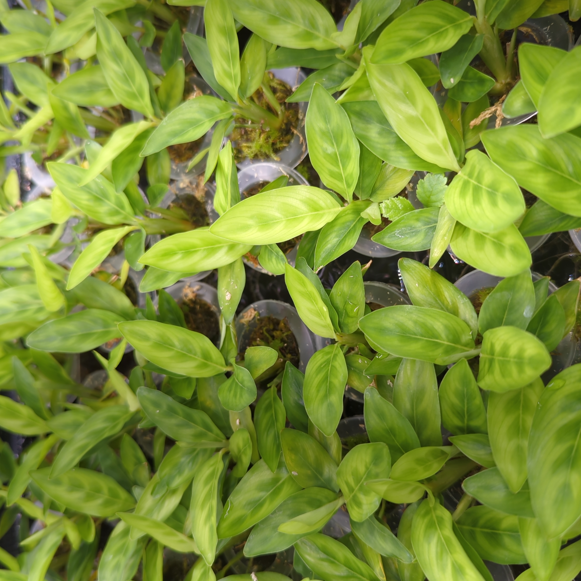 Baby Calathea leopardina chrysobery 4