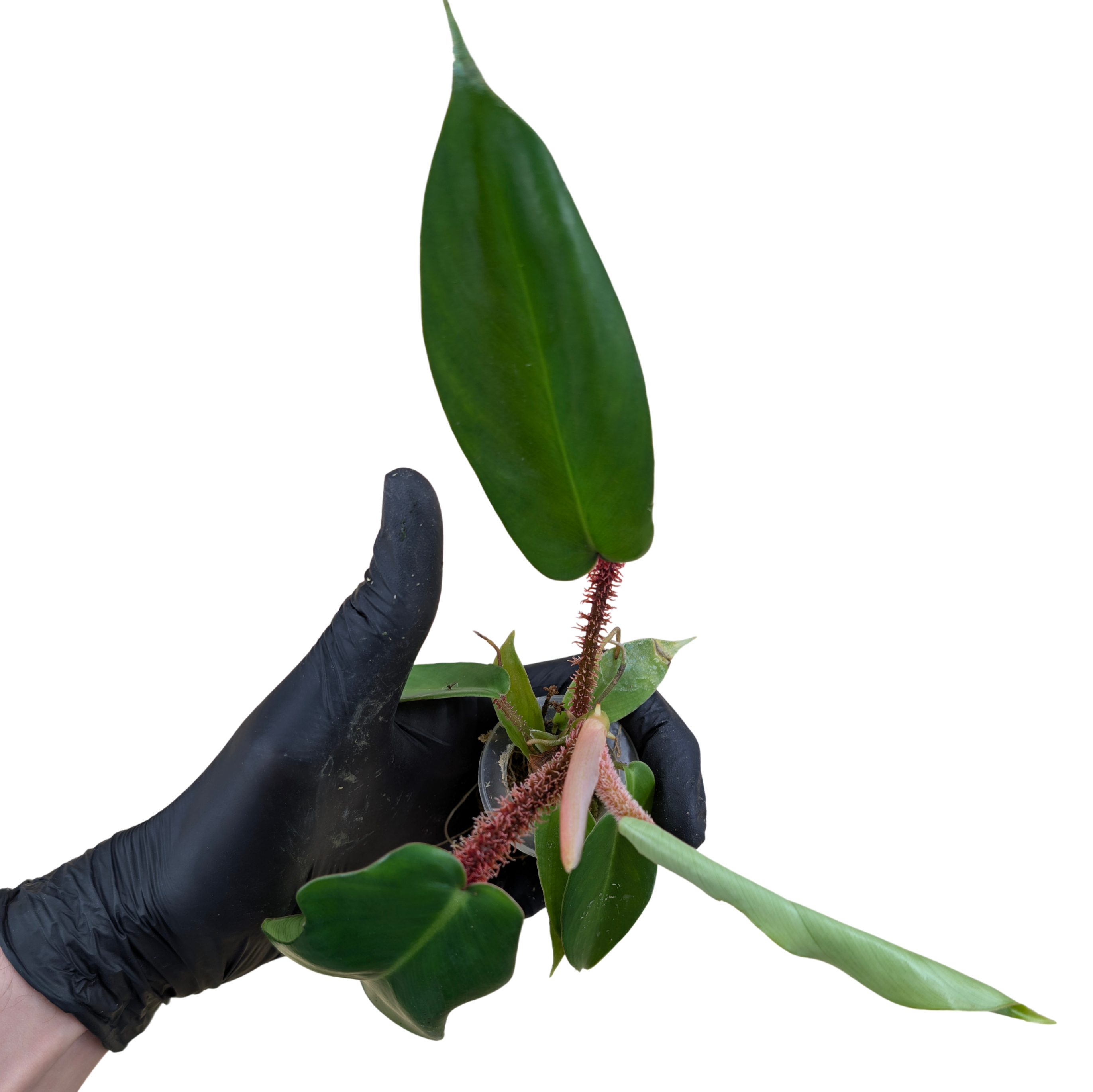 Baby Philodendron squamiferum