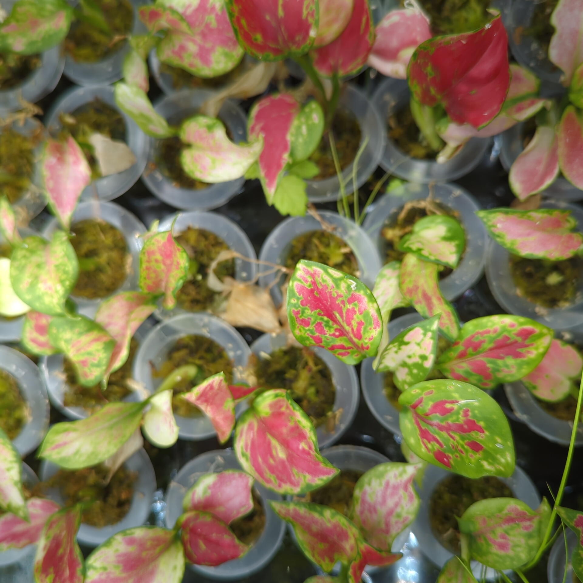 Baby Aglaonema commutatum Auspicious Red 4