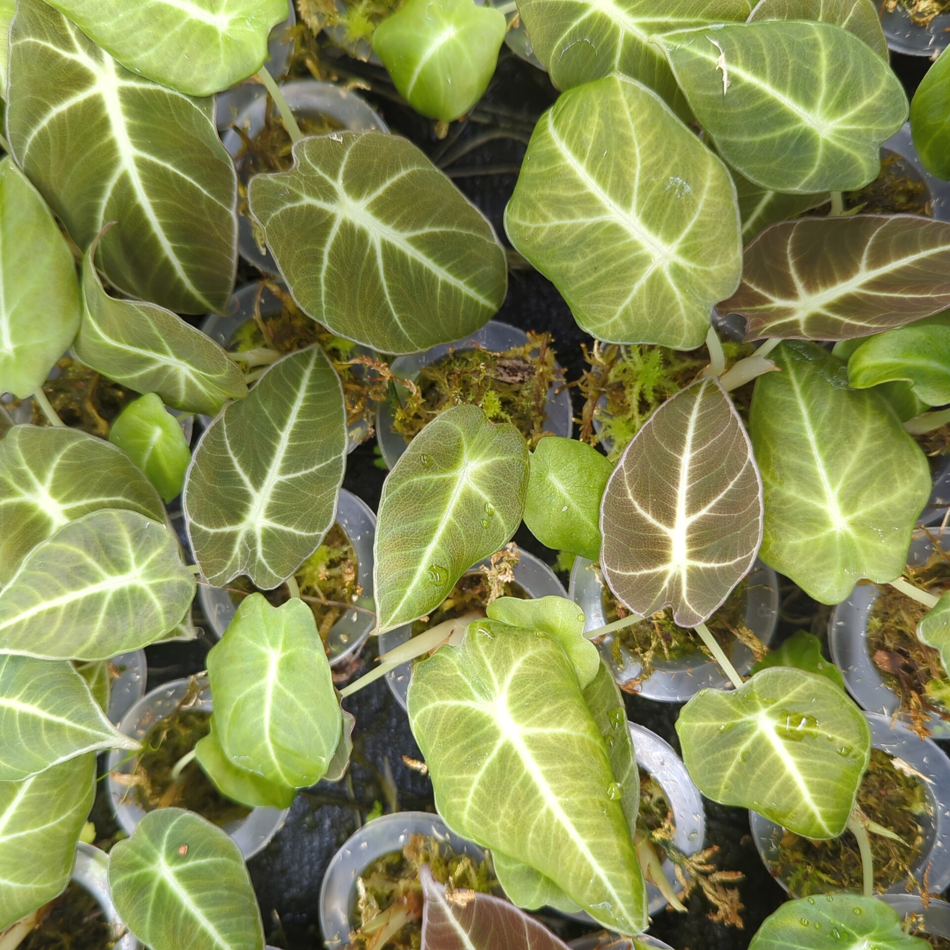 Baby Alocasia reginula Black Velvet 3