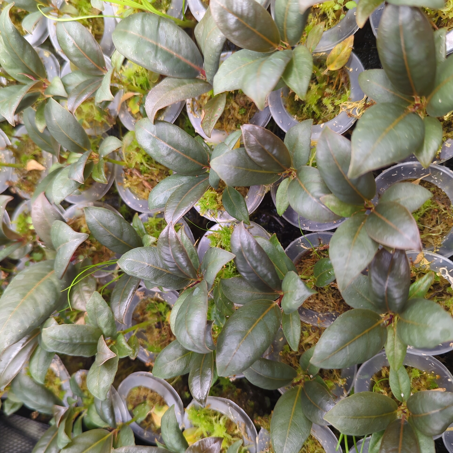 Baby Ficus elastica Melany 3