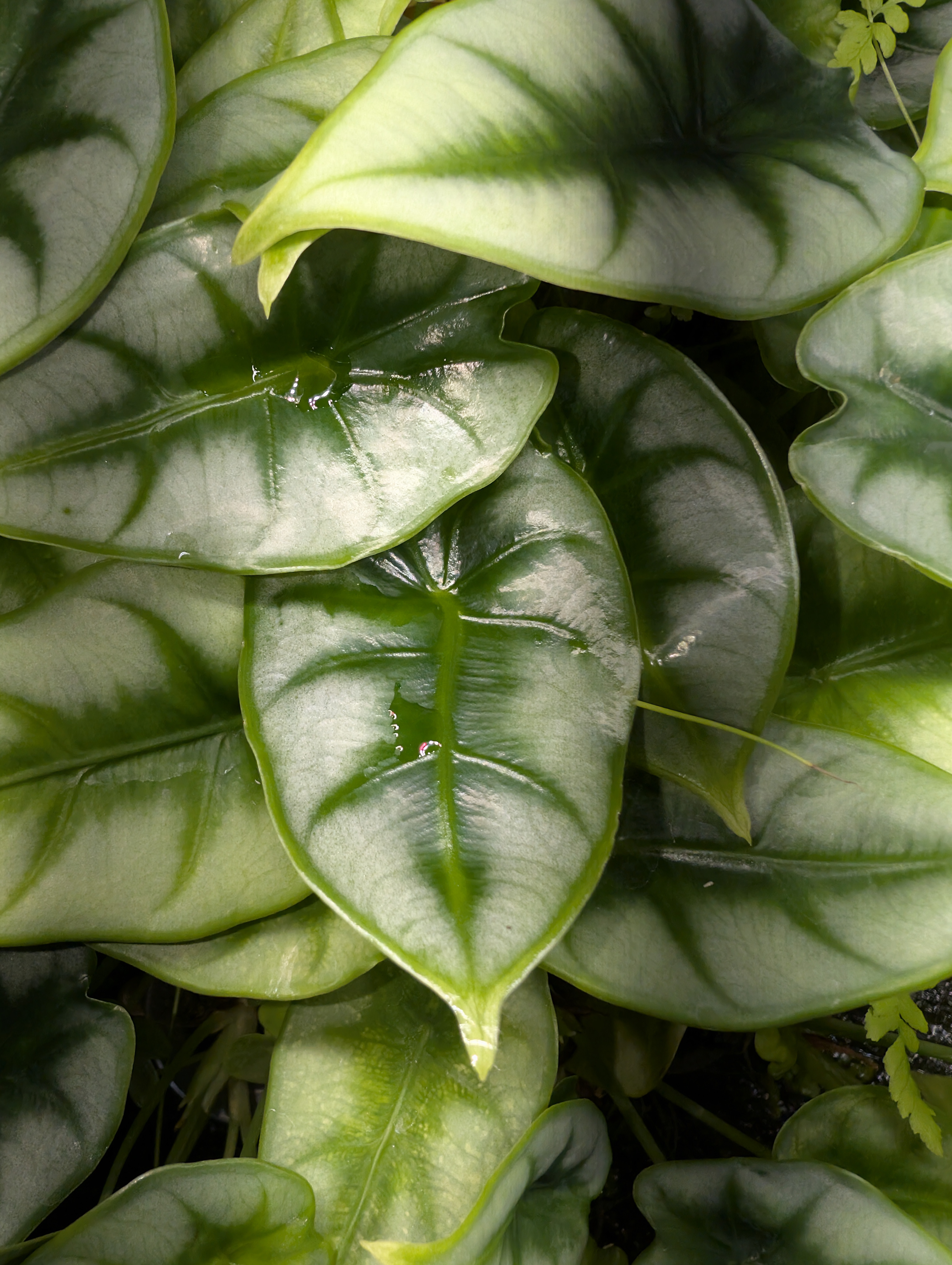 Baby Alocasia Reversa 8