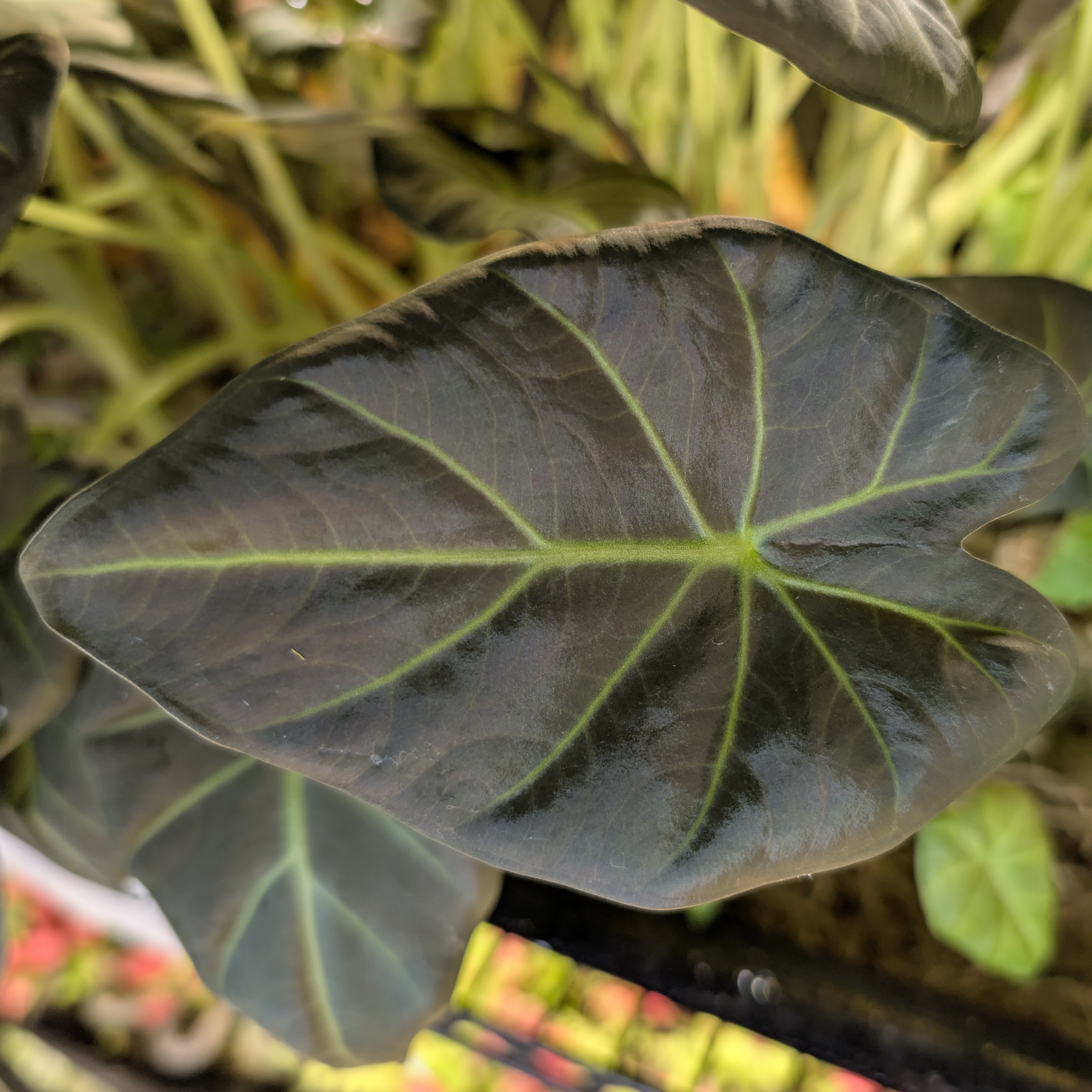 Baby Alocasia Odora Regal Shields 3