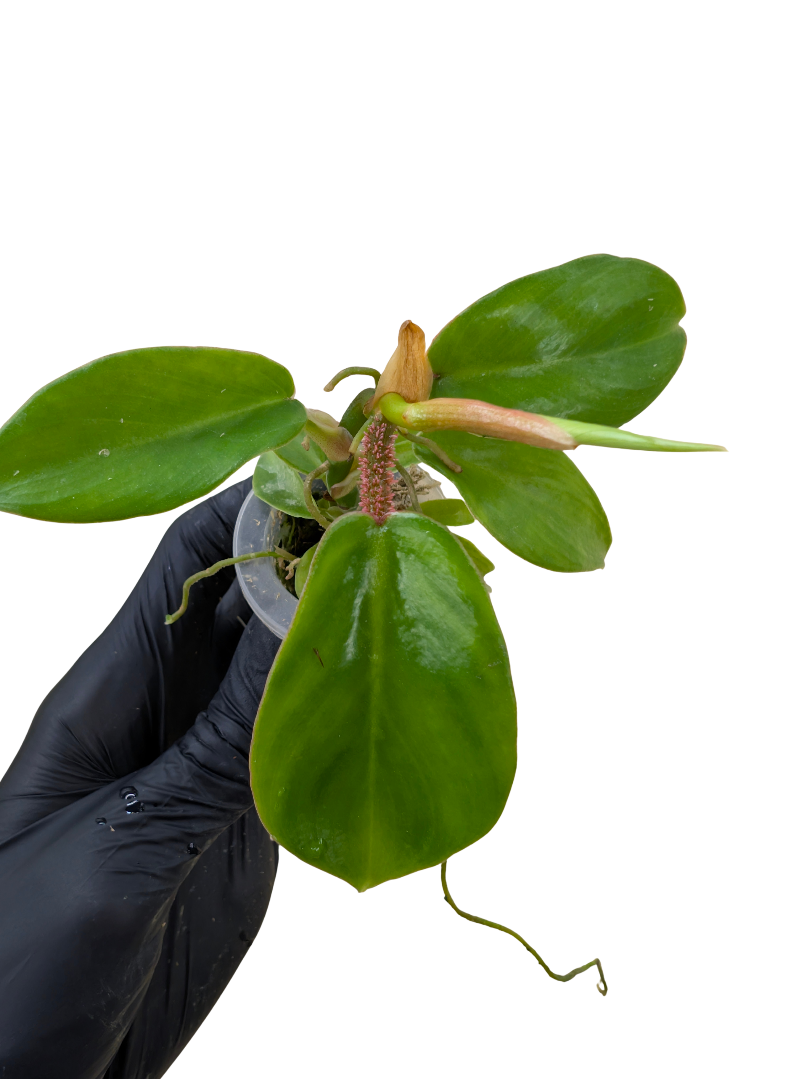 Baby Philodendron squamiferum 3
