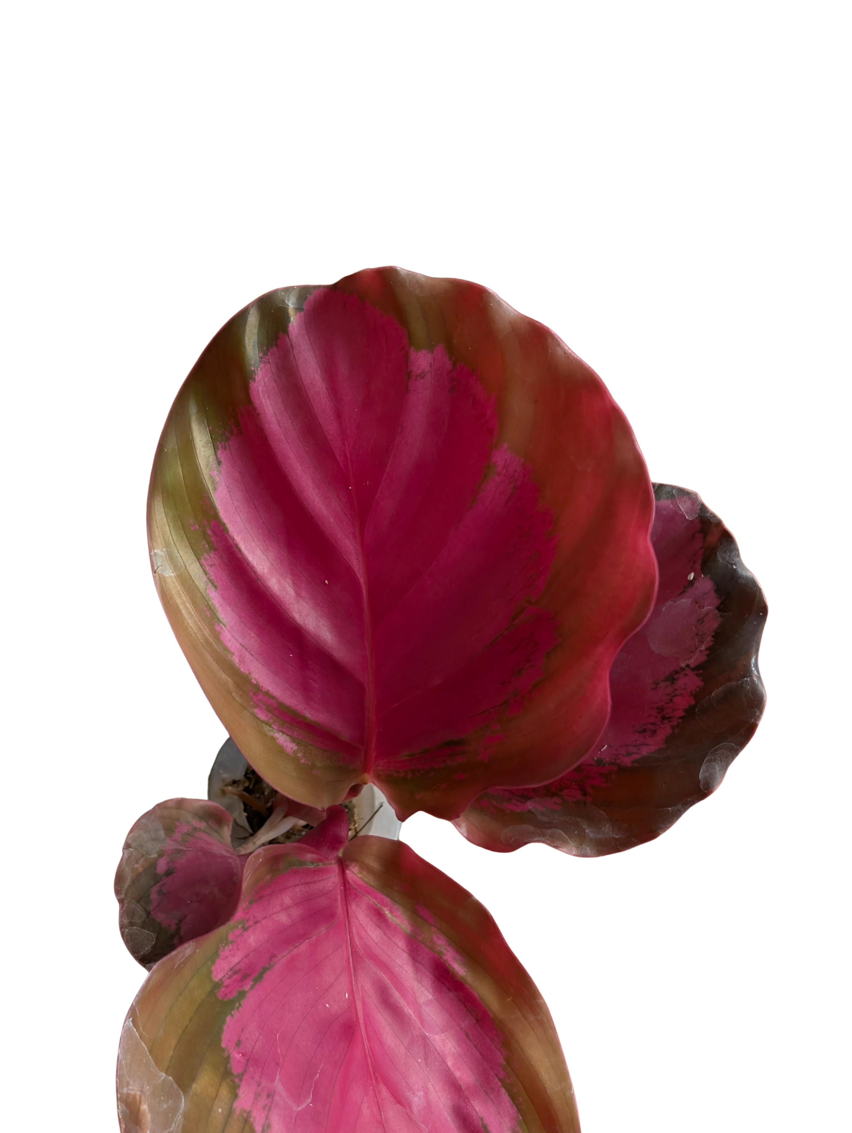 Baby Calathea / Goeppertia roseopicta 'Crimson' + selbstbewässernder Übertopf