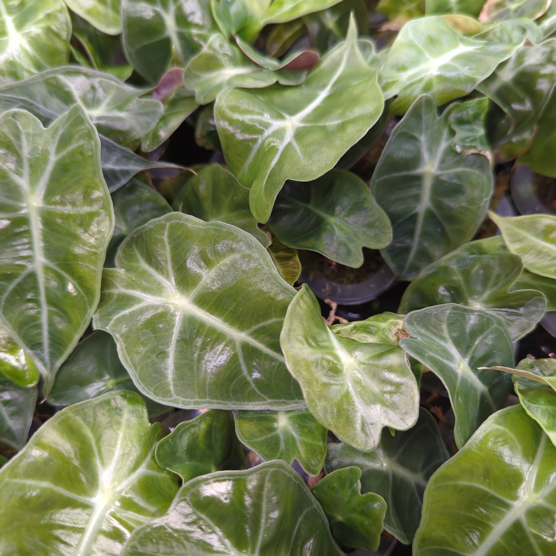 Baby Alocasia sanderiana Dwarf Amazonica 8