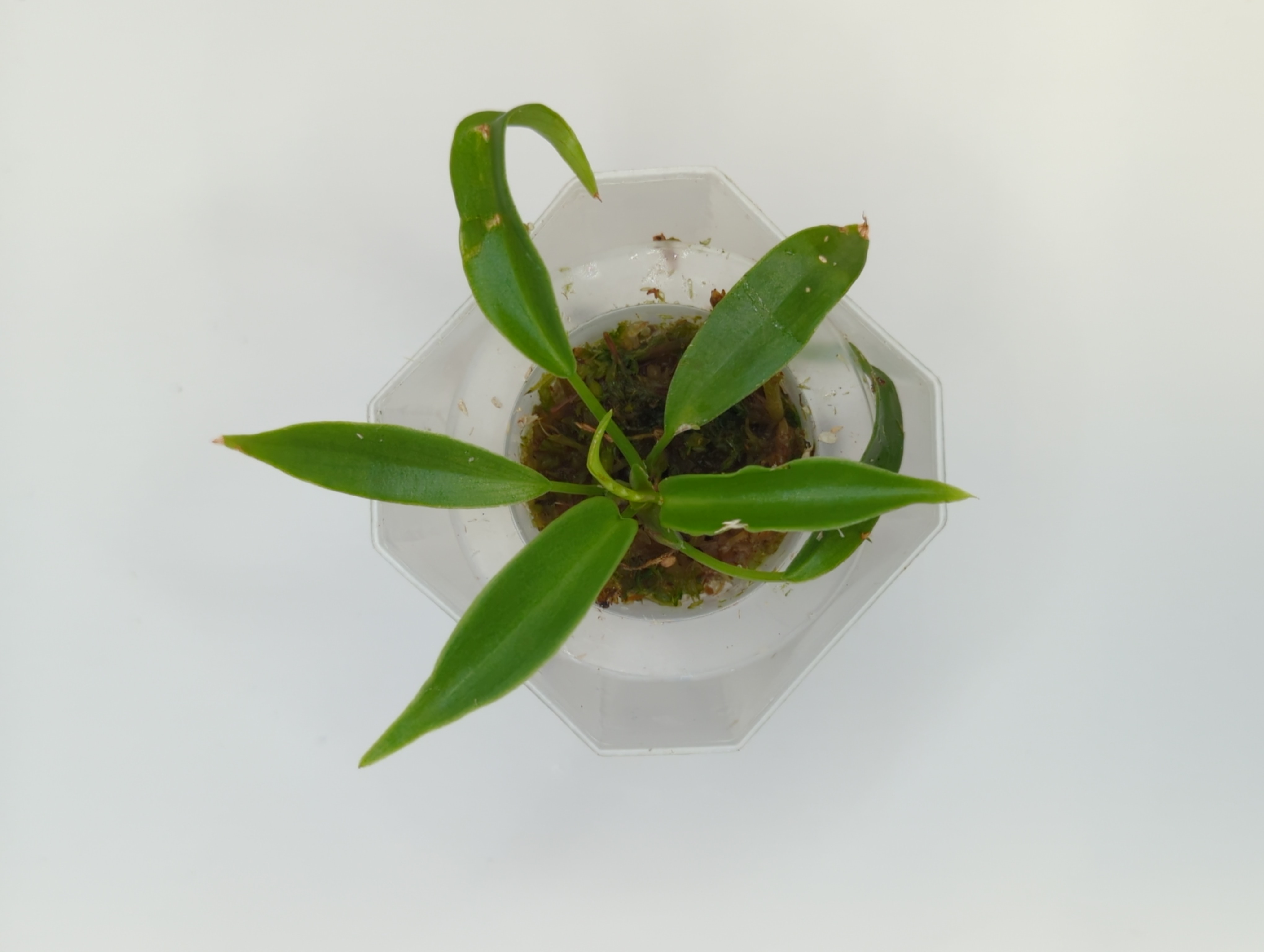 Baby Philodendron squamiferum 4