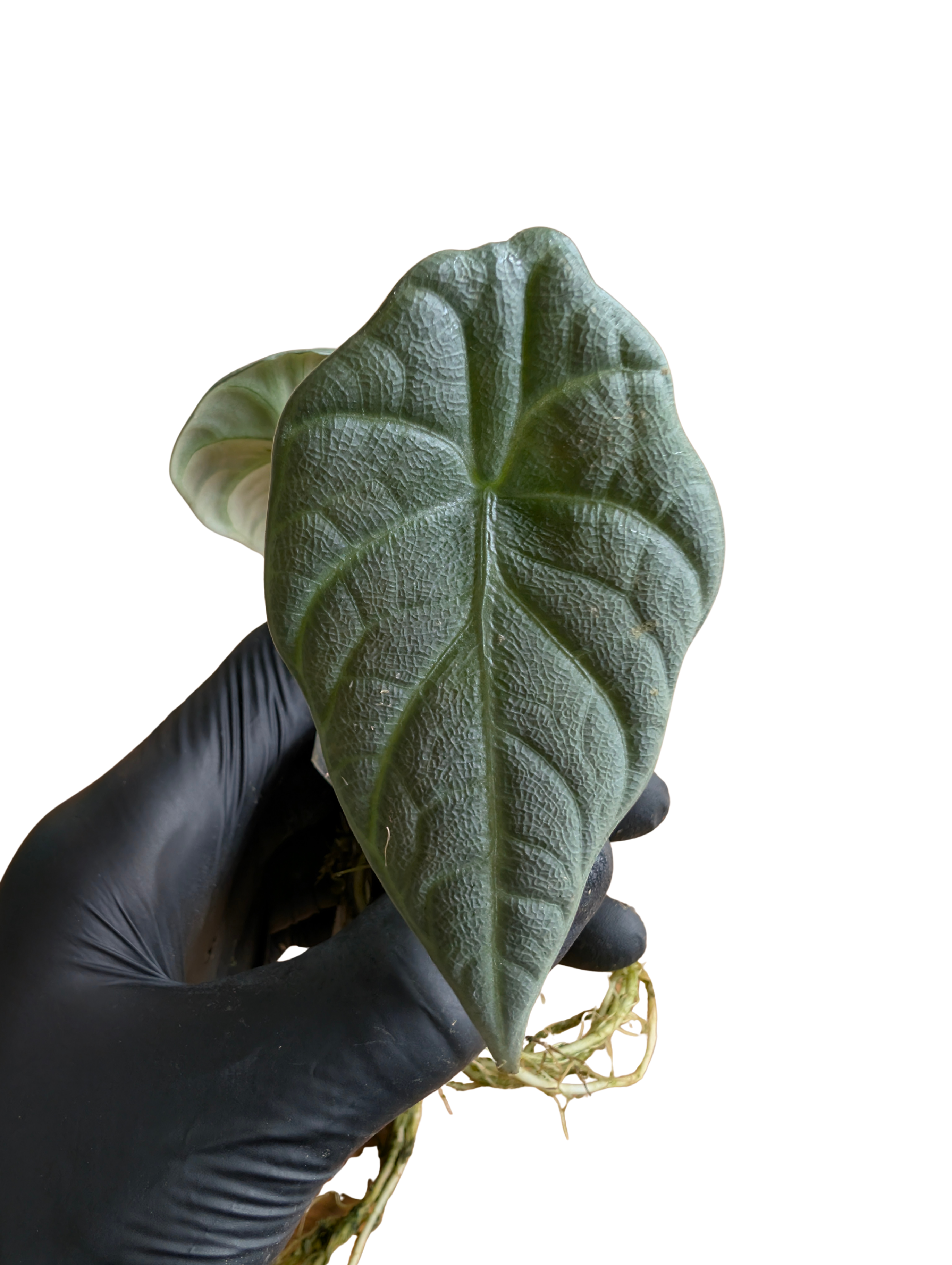 Baby Alocasia maharani + selbstbewässernder Übertopf