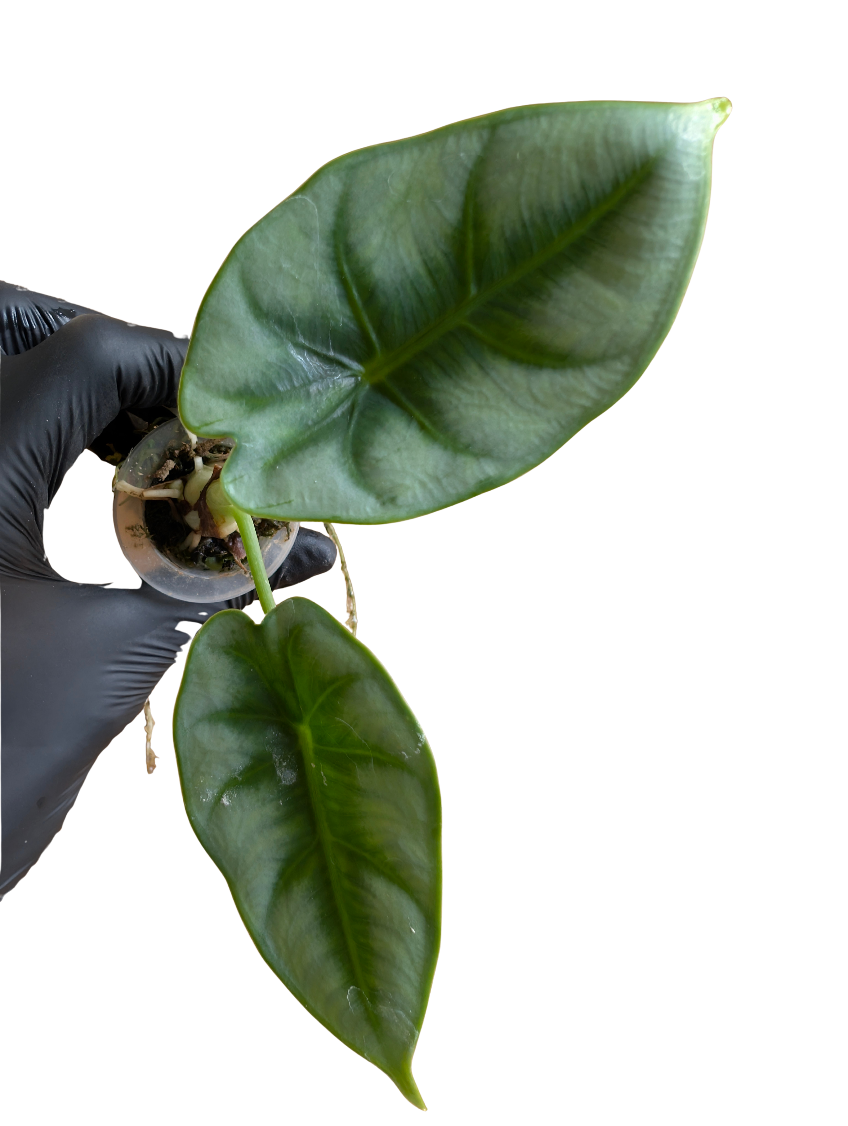 Baby Alocasia Reversa 2