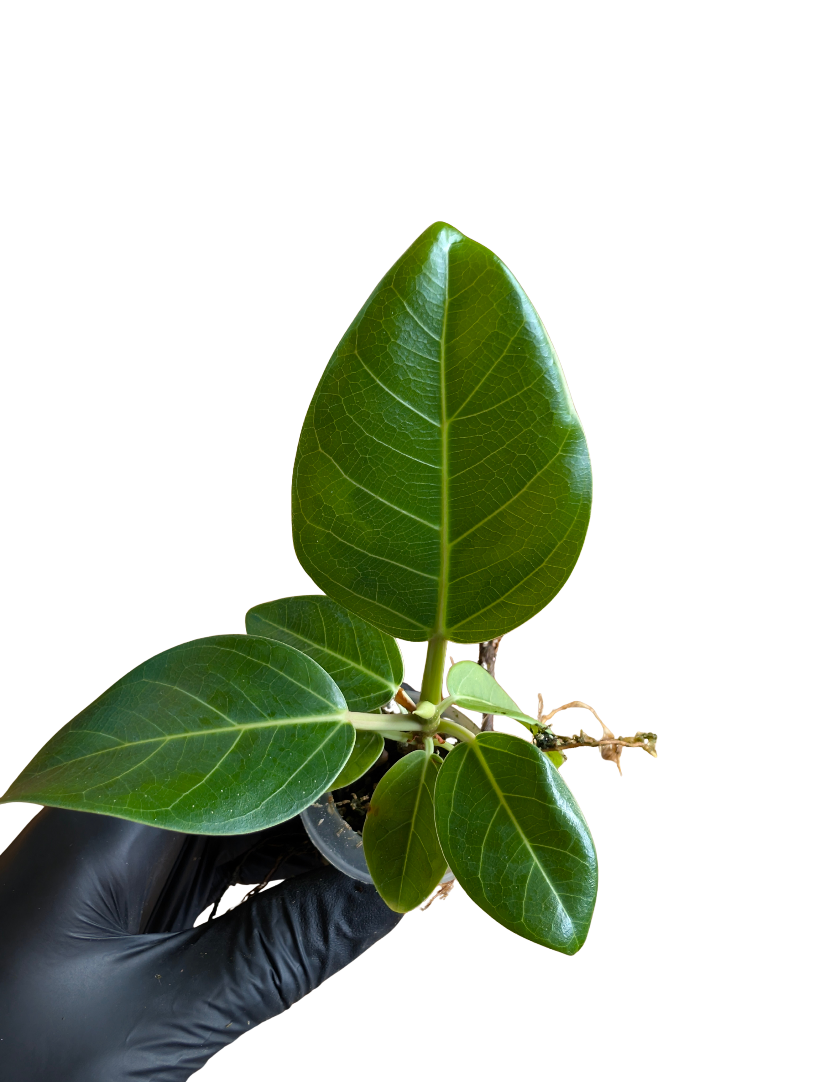 Baby Ficus altissima cv. Variegata + selbstbewässernder Übertopf