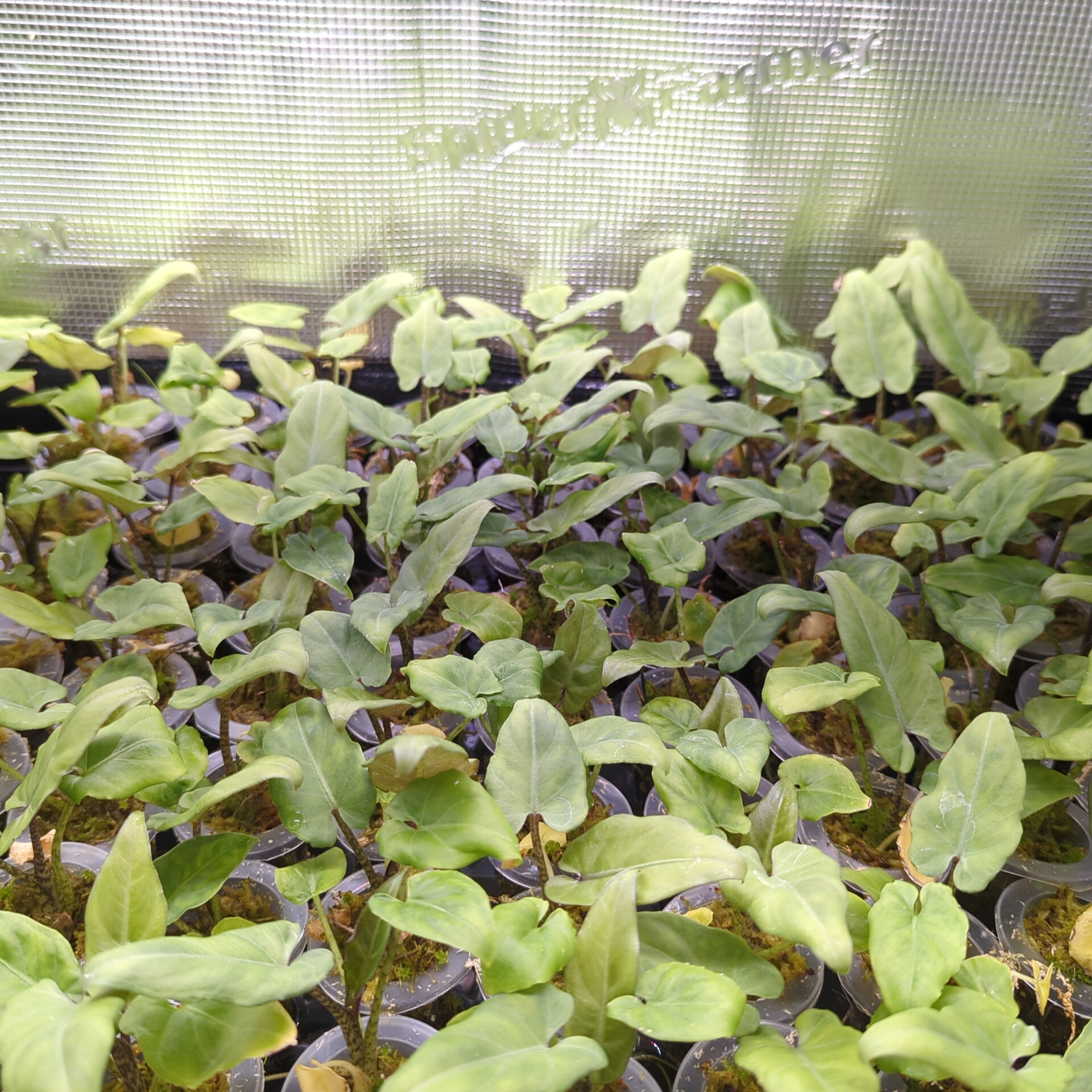 Baby Alocasia lauterbachiana 6