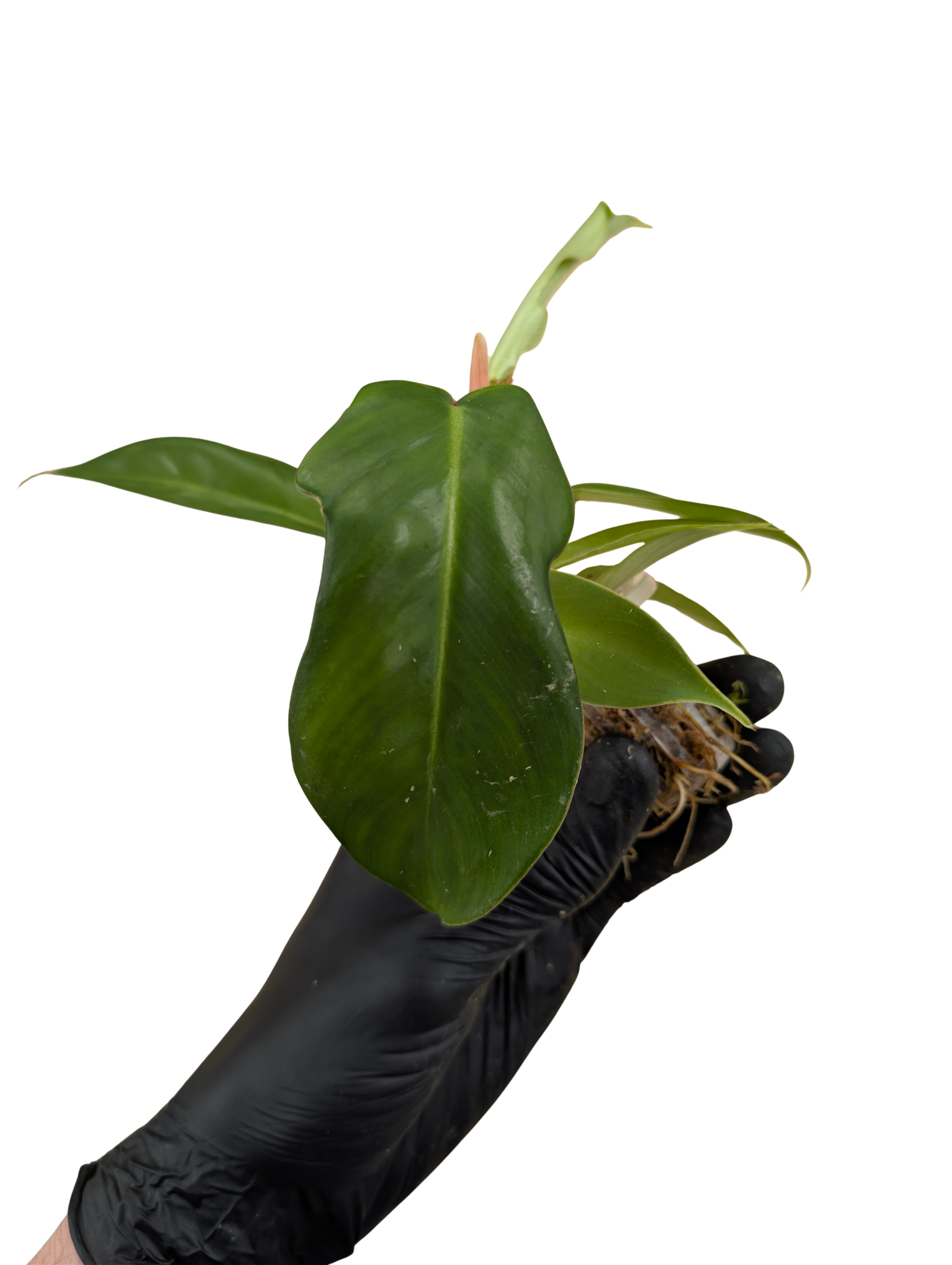 Baby Philodendron squamiferum 2