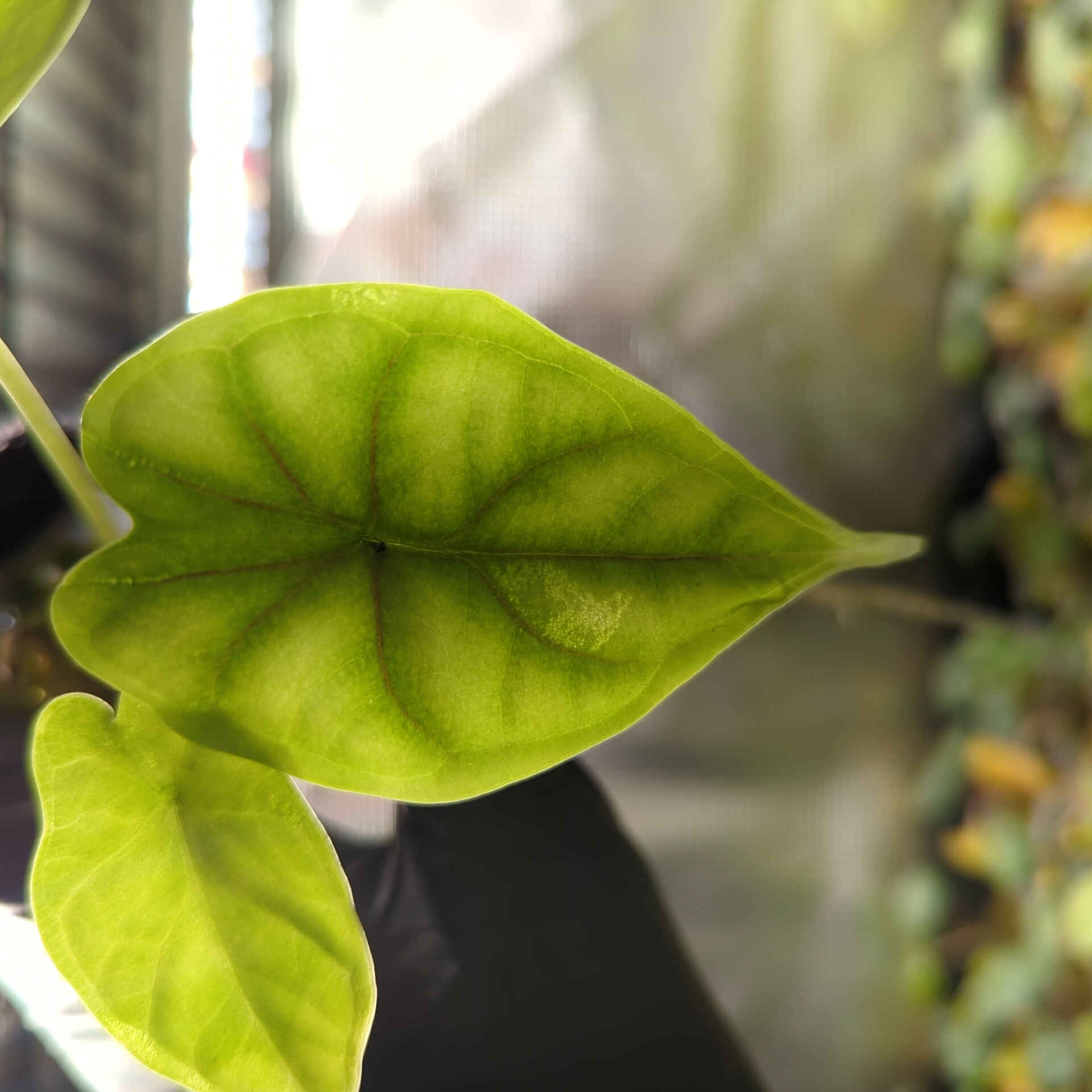 Baby Alocasia baginda Dragon Scale 3