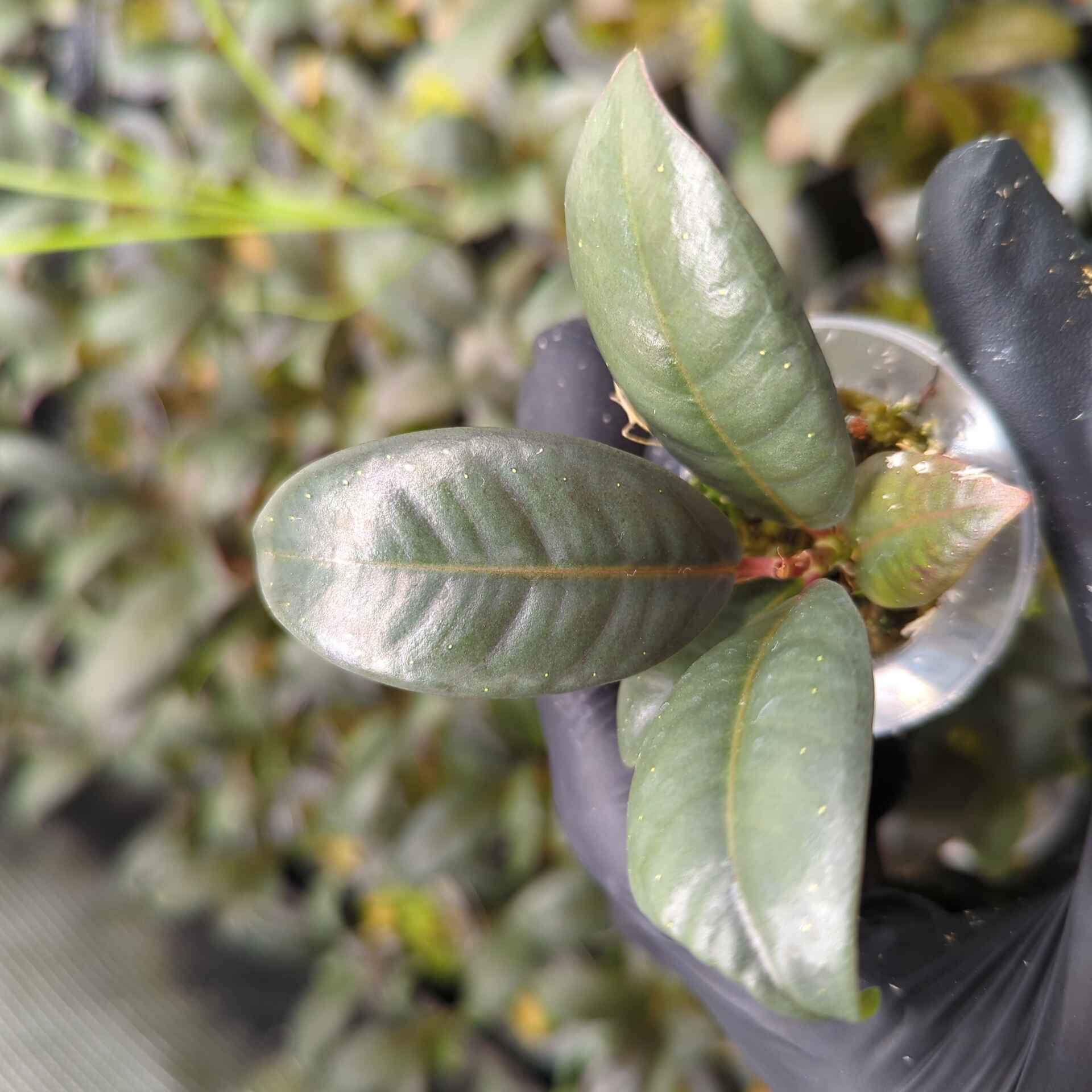 Baby Ficus elastica Melany 2