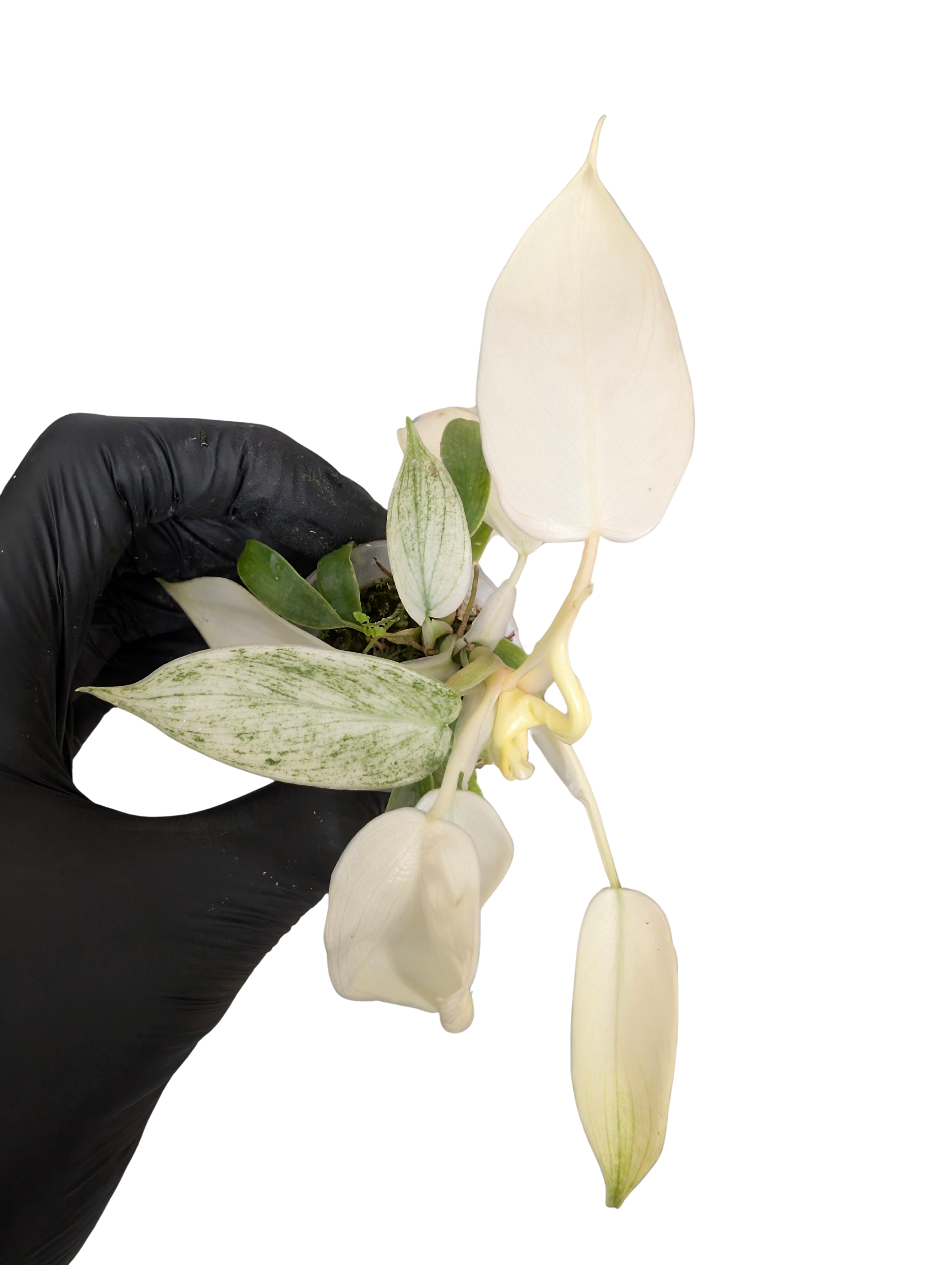 Baby Philodendron Pedatum Florida Ghost + selbstbewässernder Übertopf 2