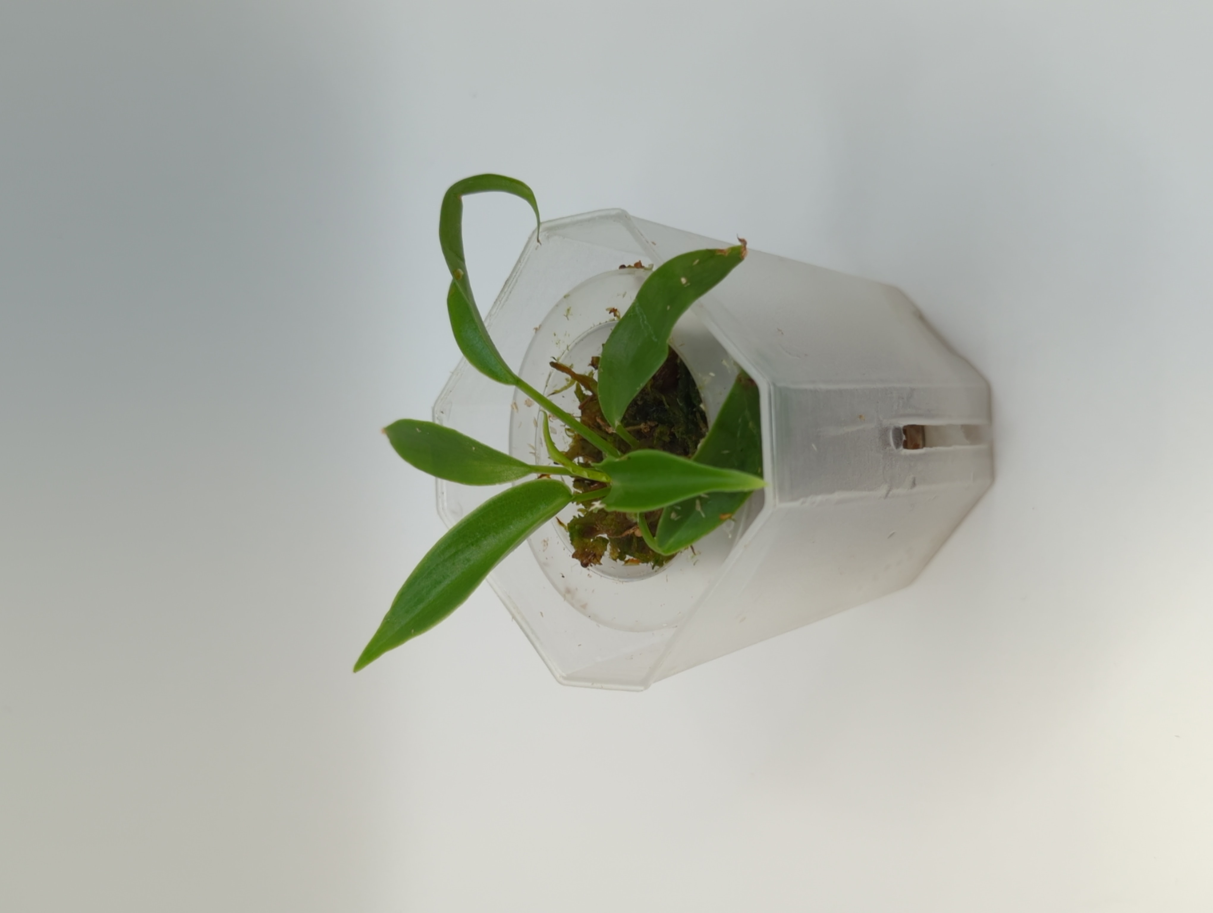 Baby Philodendron squamiferum 5