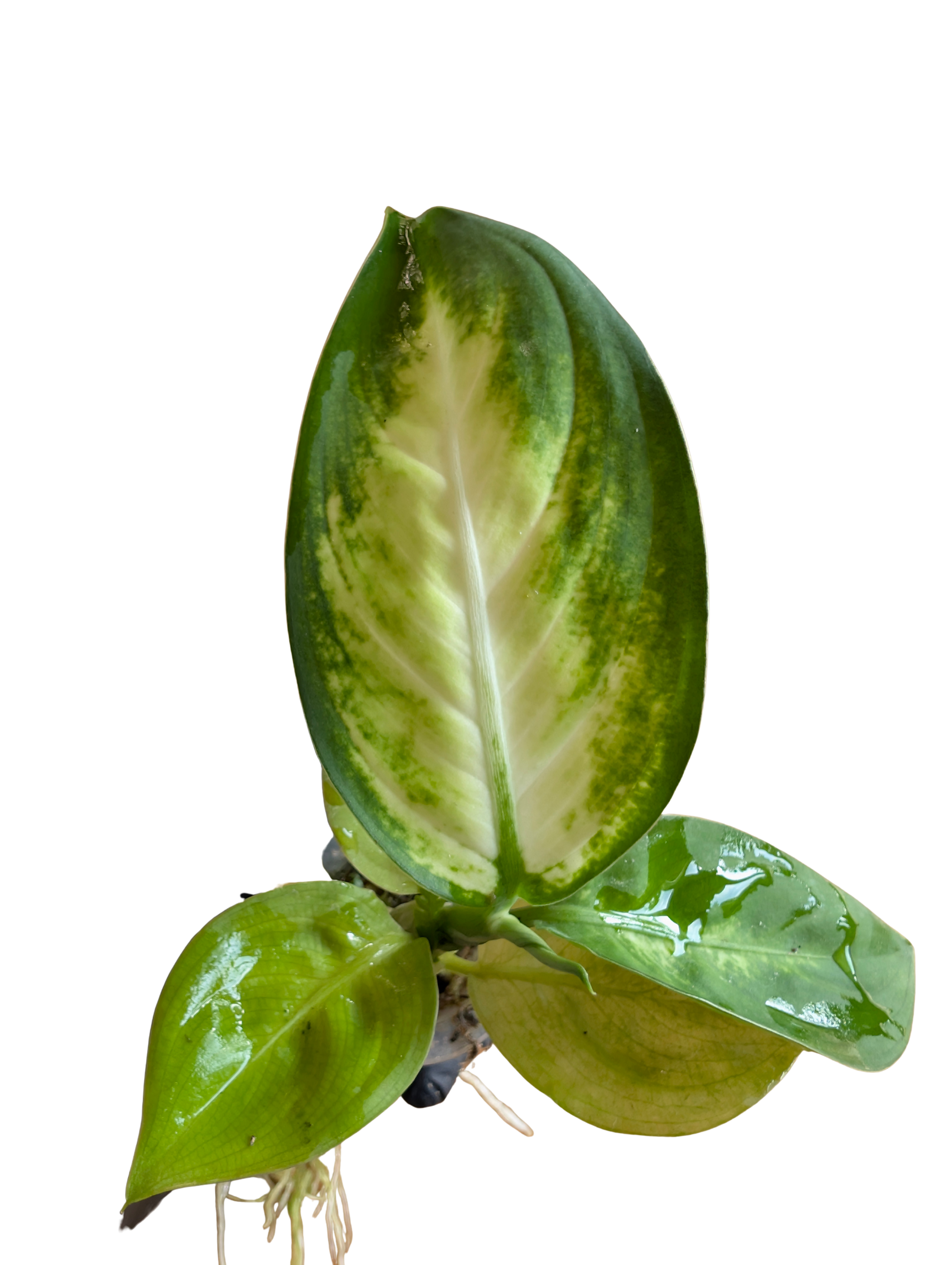 Baby Dieffenbachia amoena Tropic Marianne + selbstbewässernder Übertopf 2