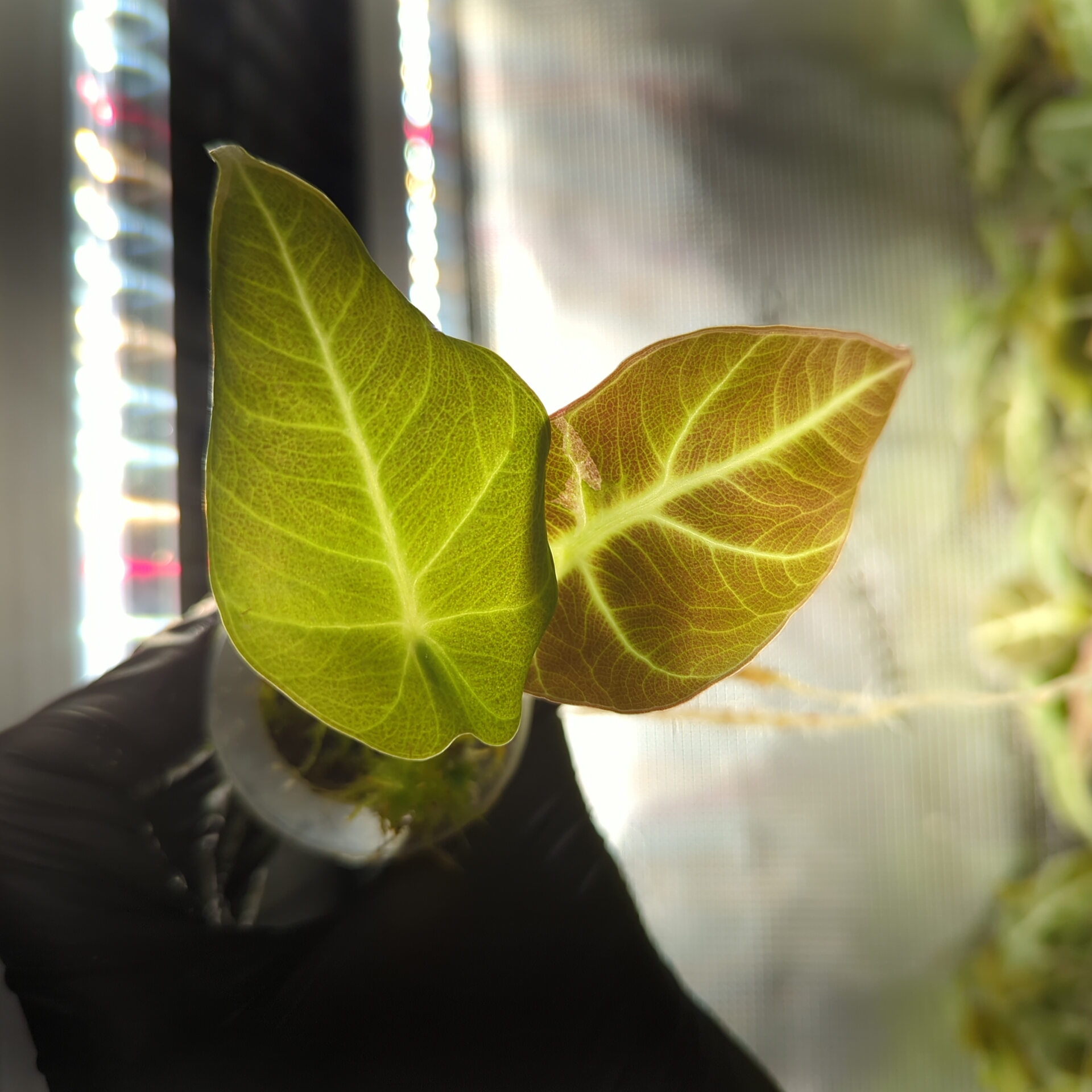 Baby Alocasia reginula Black Velvet 2