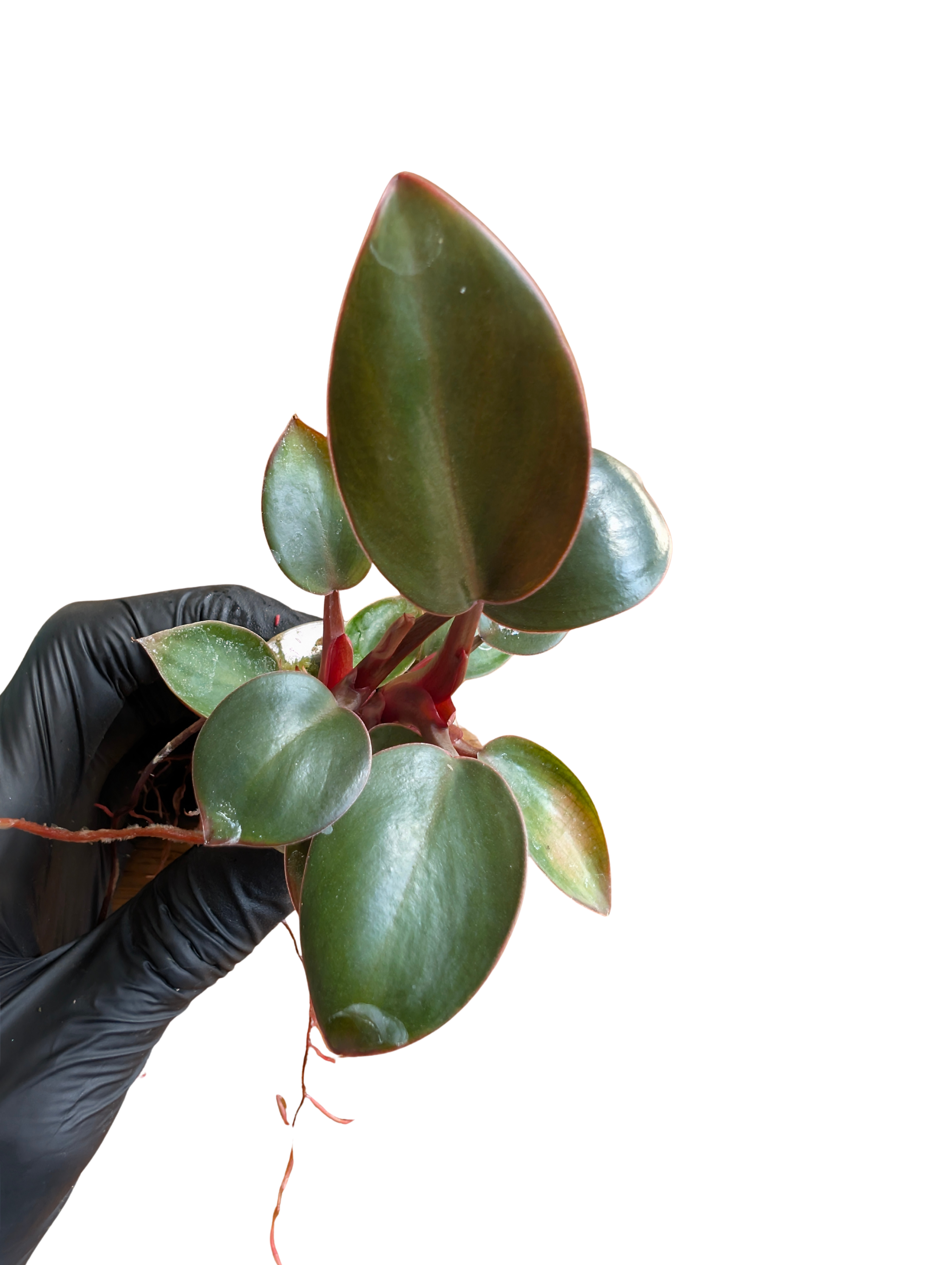 Baby Philodendron tatei Rojo Congo 2-3 Triebe
