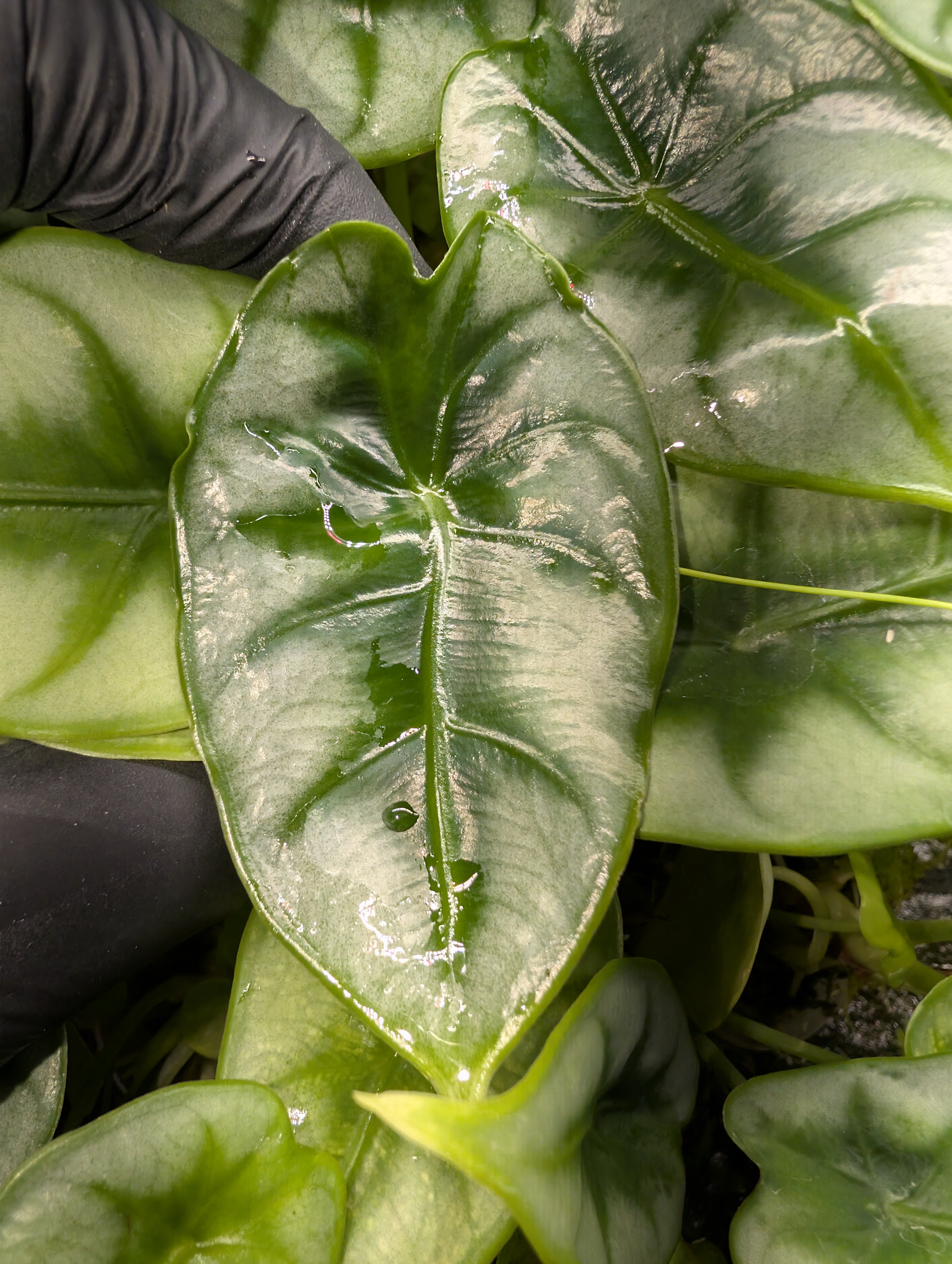 Baby Alocasia Reversa 9