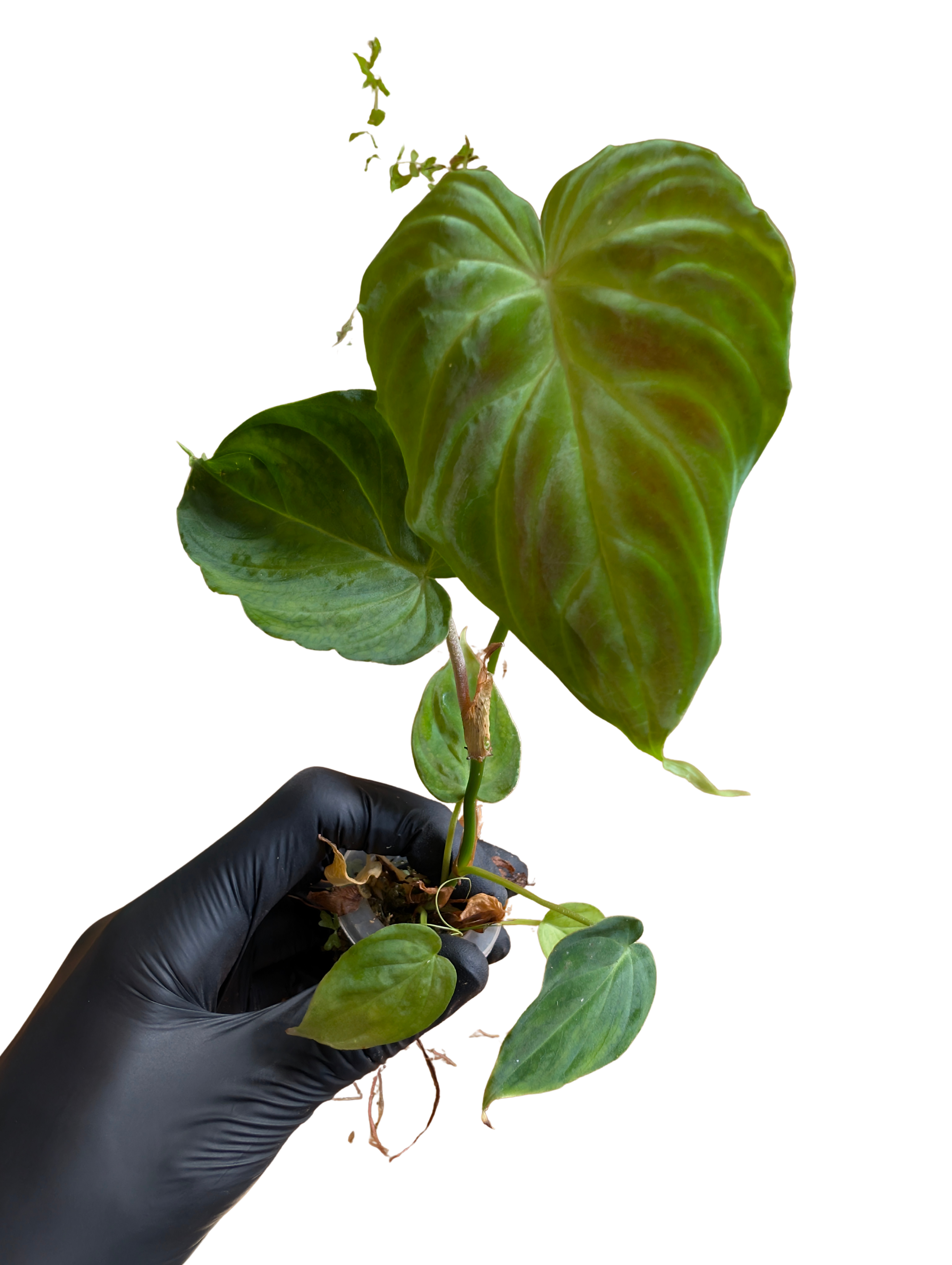 Baby Philodendron verrucosum 3