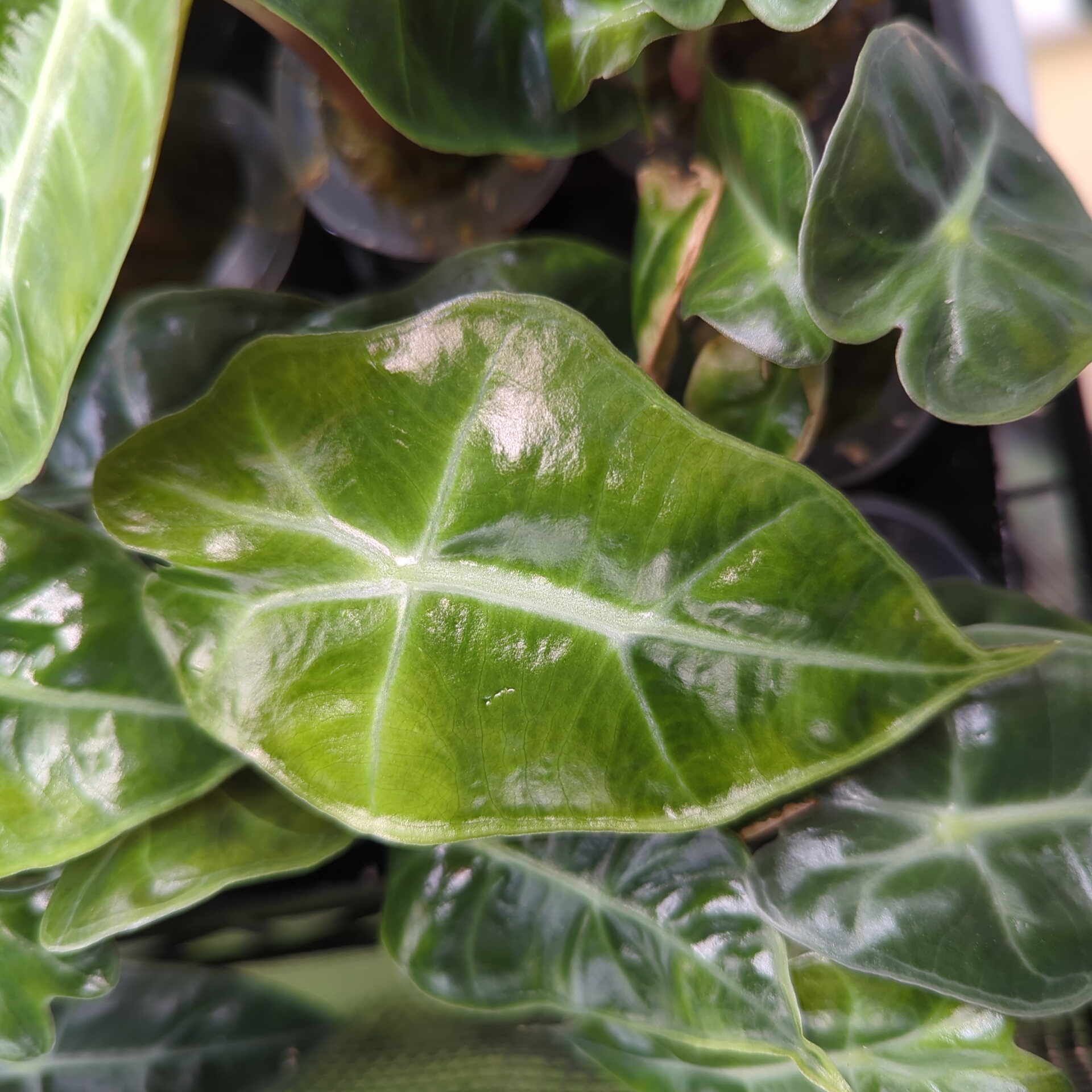 Baby Alocasia sanderiana Dwarf Amazonica 3