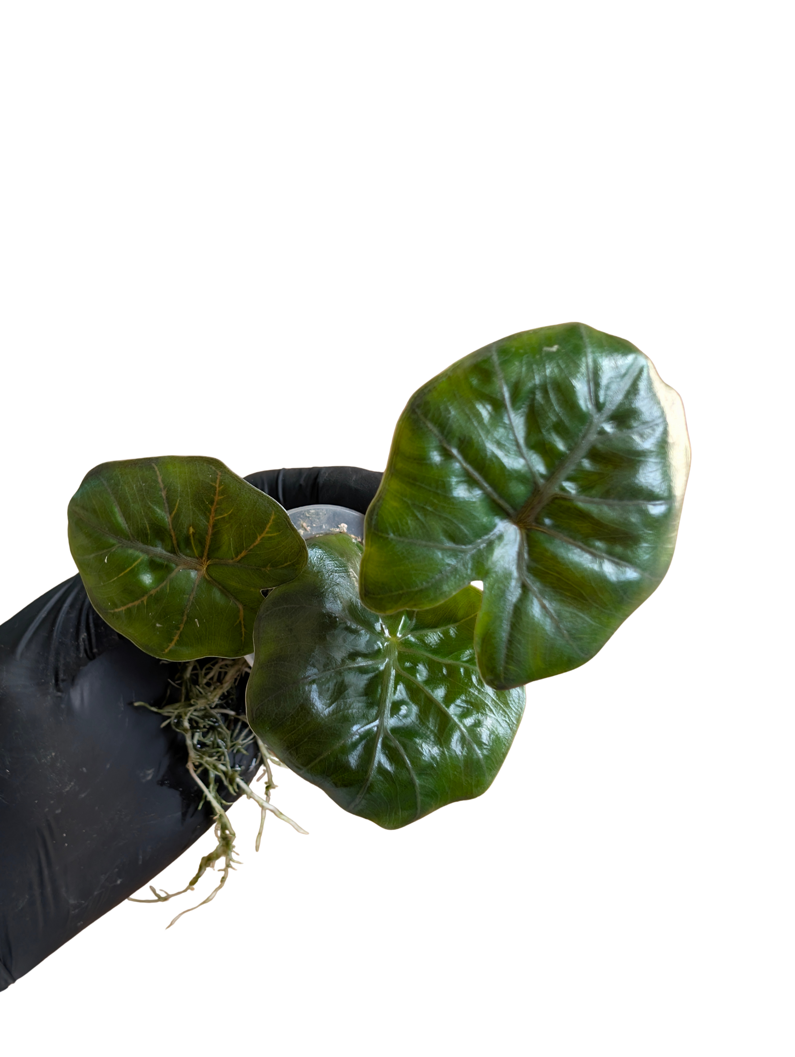 Baby Alocasia plumbea Nigra + selbstbewässernder Übertopf 2