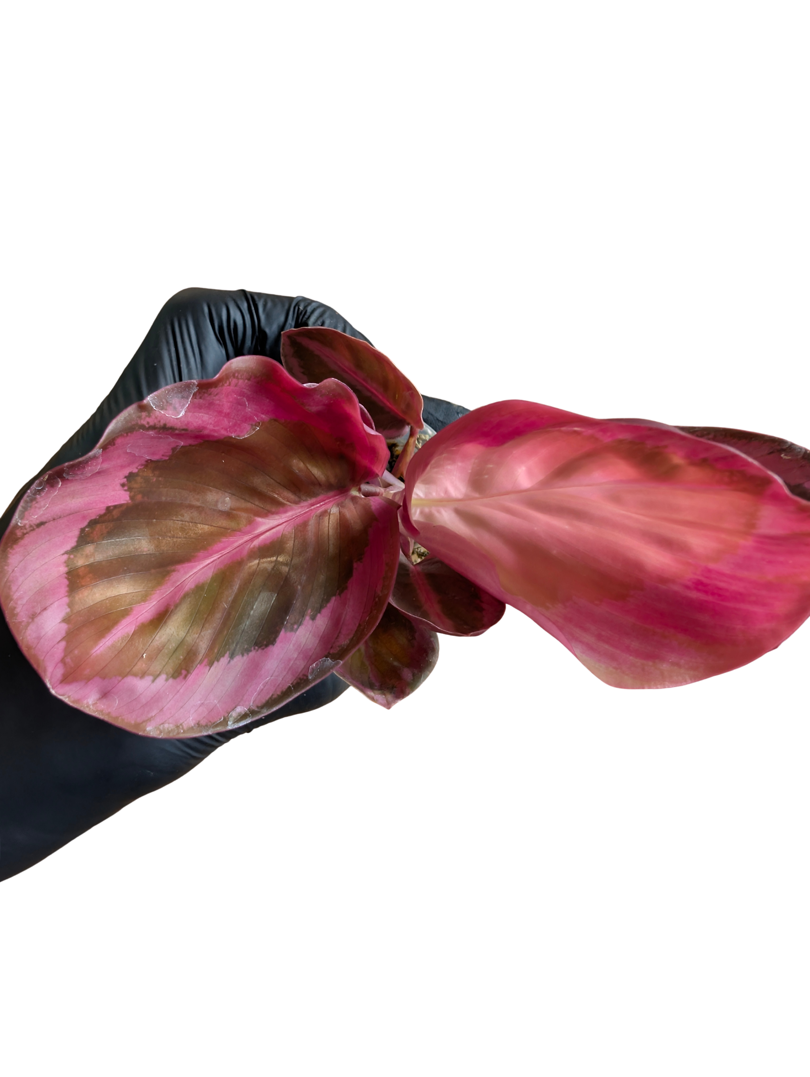 Baby Calathea roseopicta Red Mojo + selbstbewässernder Übertopf 2