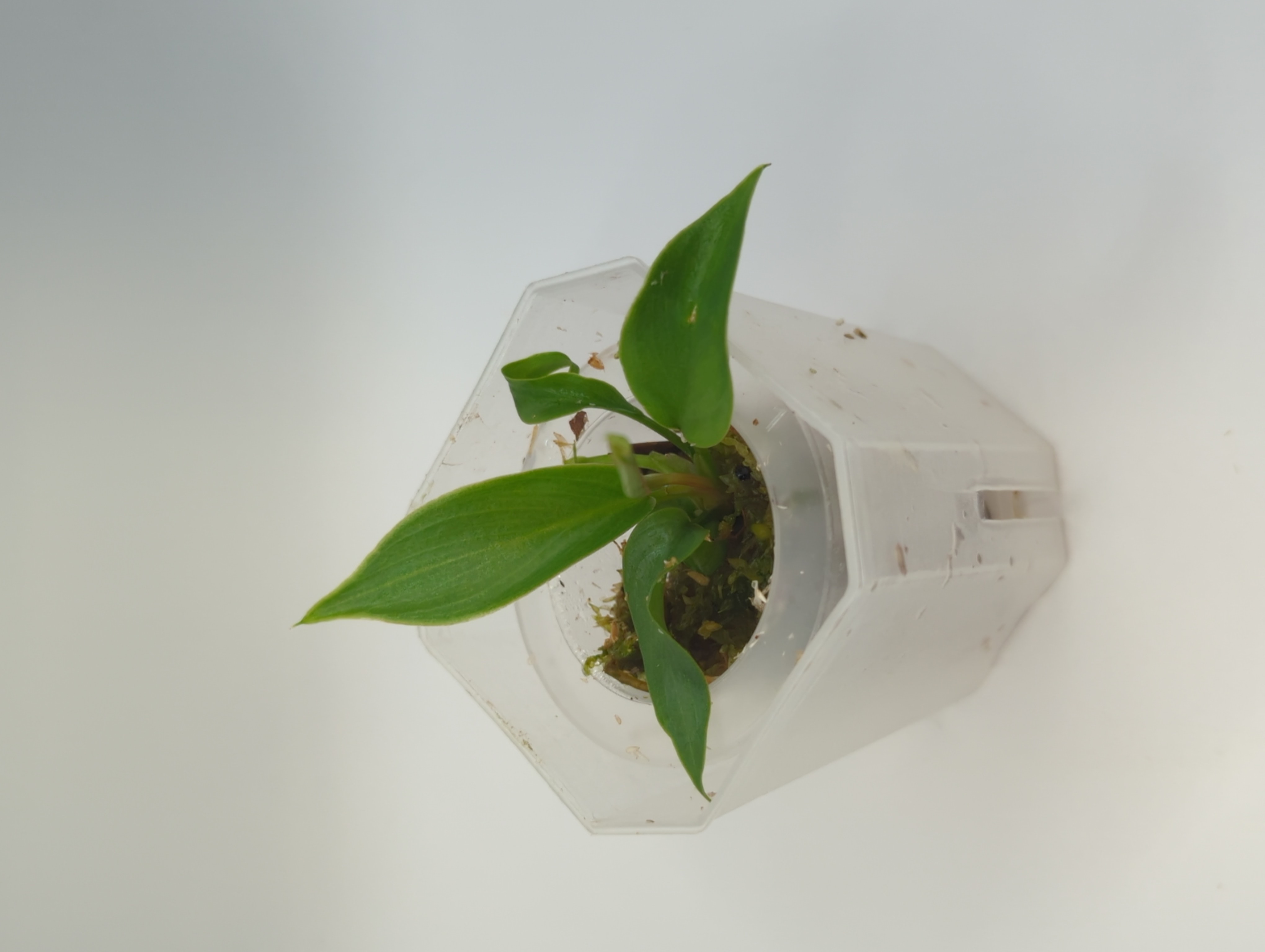 Baby Philodendron selloum mayoi 4