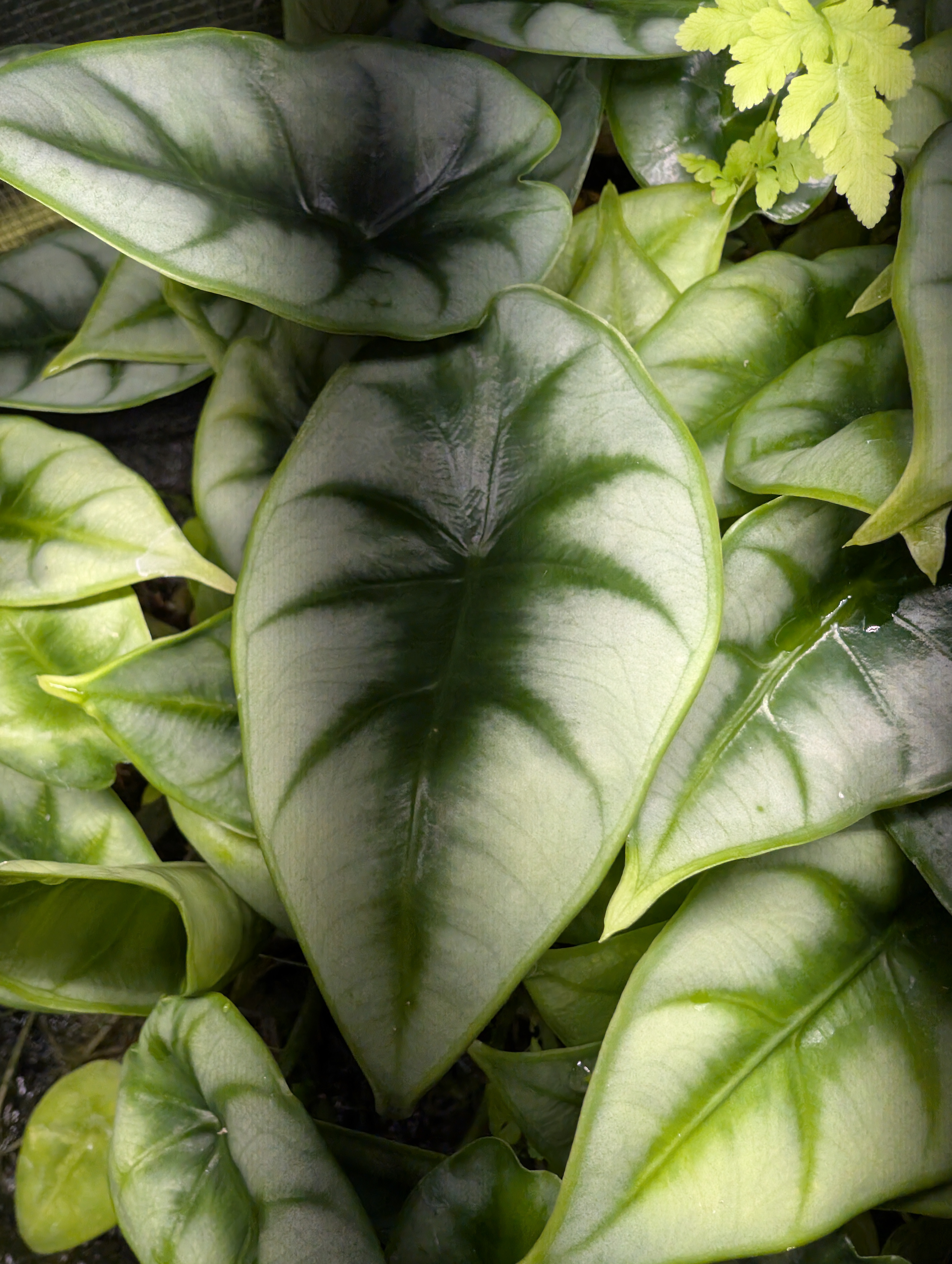 Baby Alocasia Reversa 7